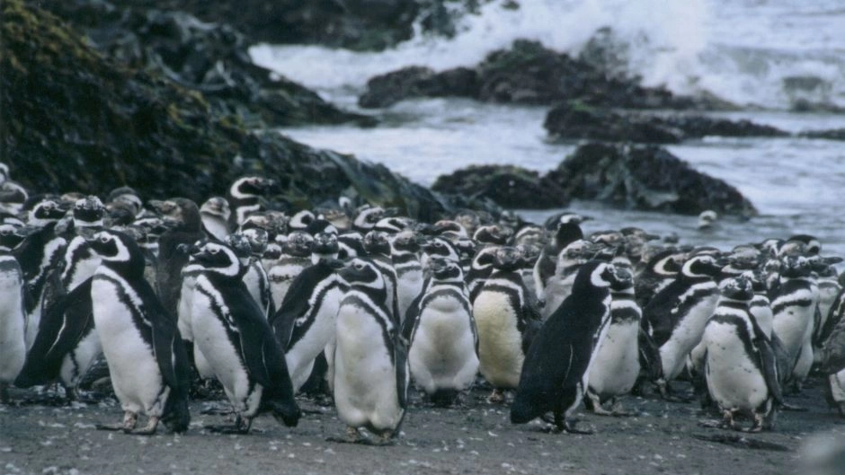Pinguineras de Puñihuil