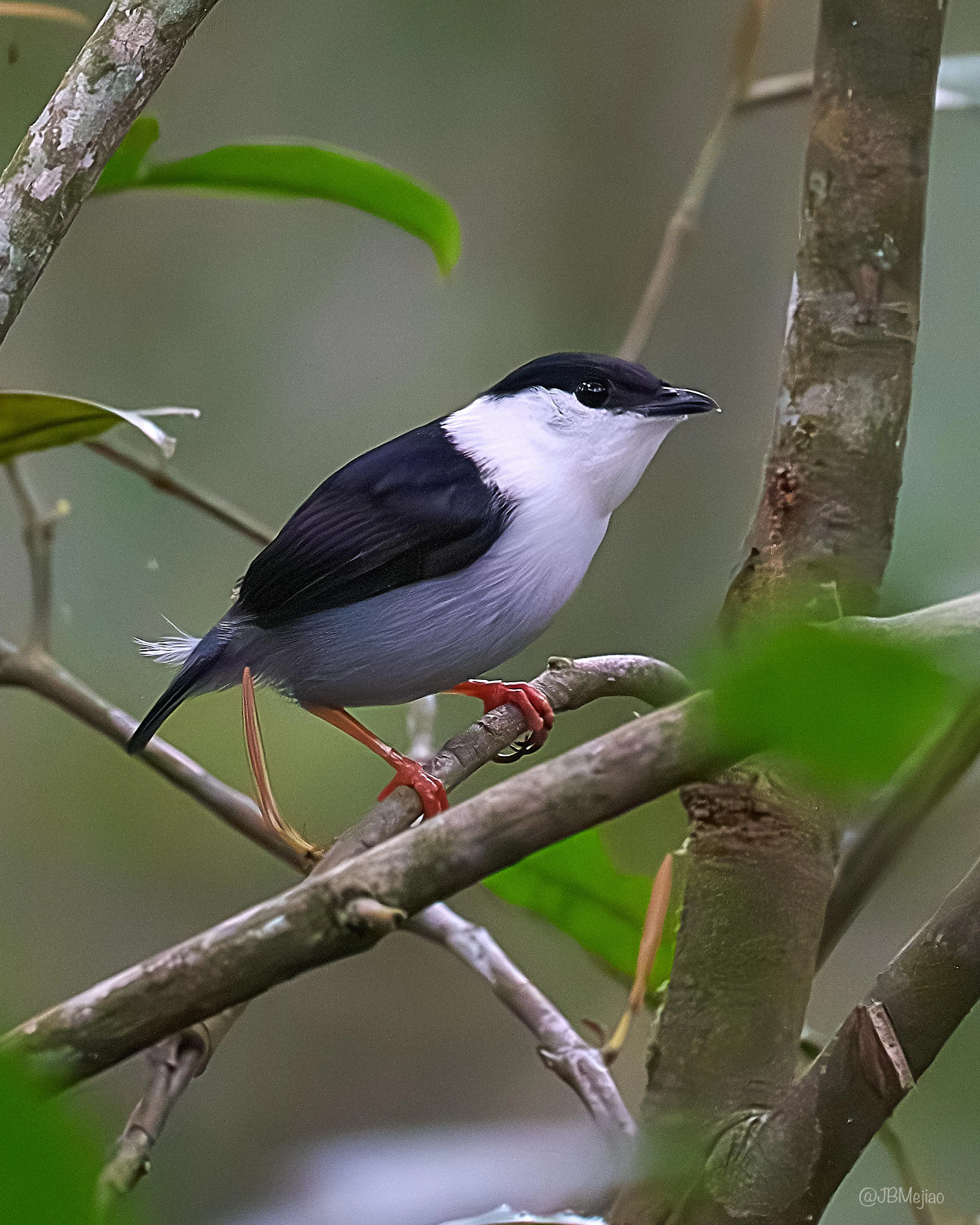 Saltarín Barbiblanco · White-bearded Manakin, Manacus manacus, Silvery Refugio Natural, San Carlos, Antioquia