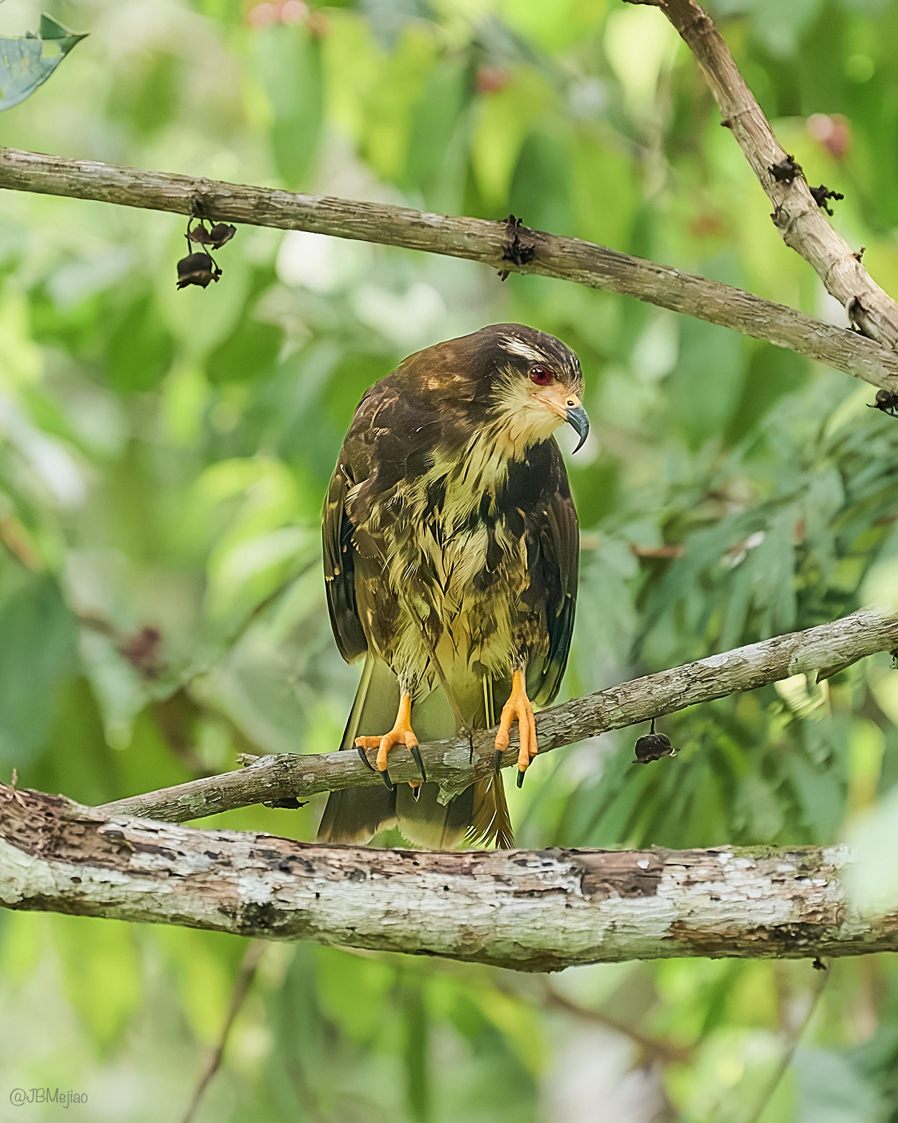 Caracolero Común · Snail Kite, Rosthramus sociabilis, Silvery Refugio Natural, San Carlos, Antioquia