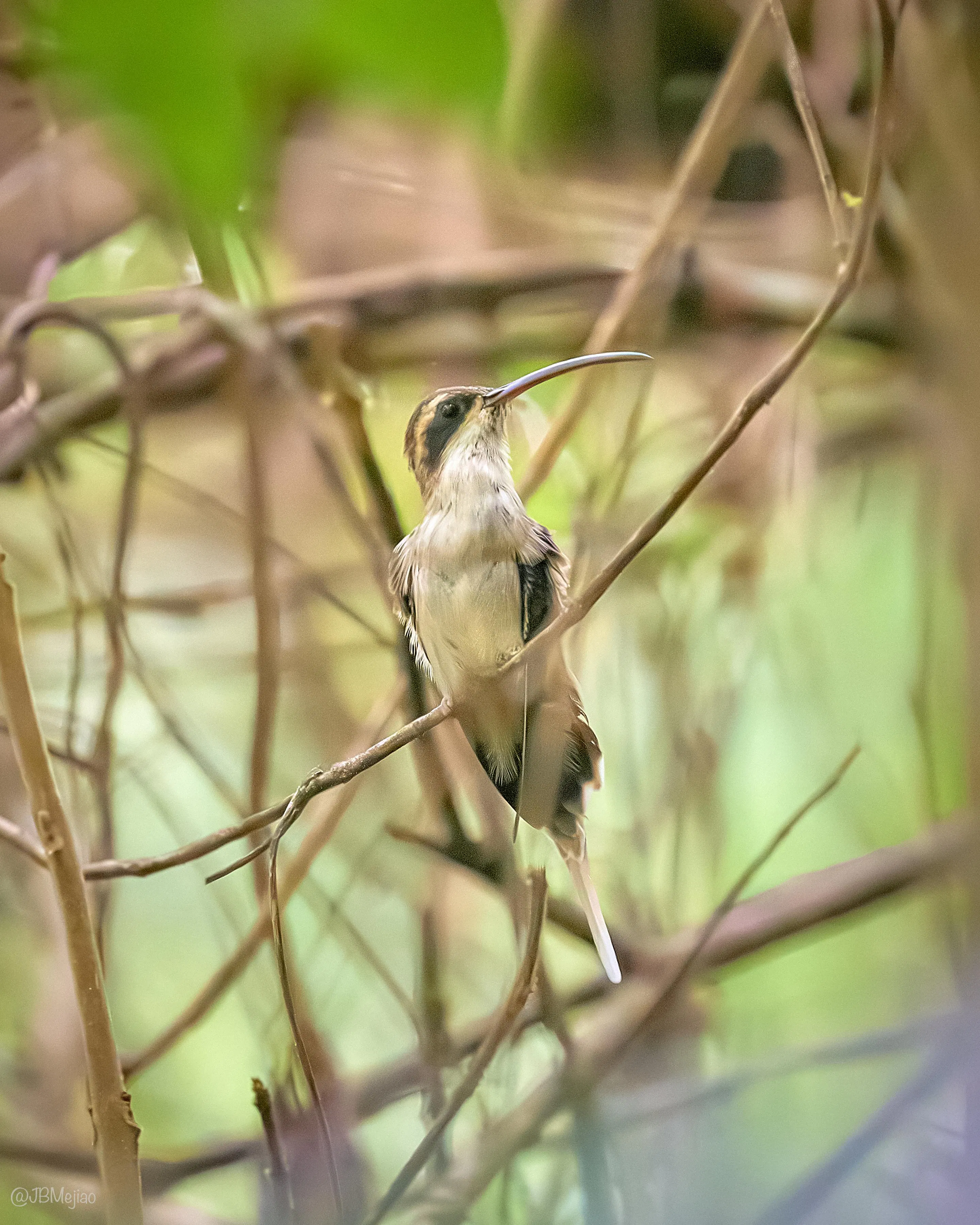 Ermitaño Carinegro · Stripe-throated Hermit, Phaethornis striigularis, Silvery Refugio Natural, San Carlos, Antioquia
