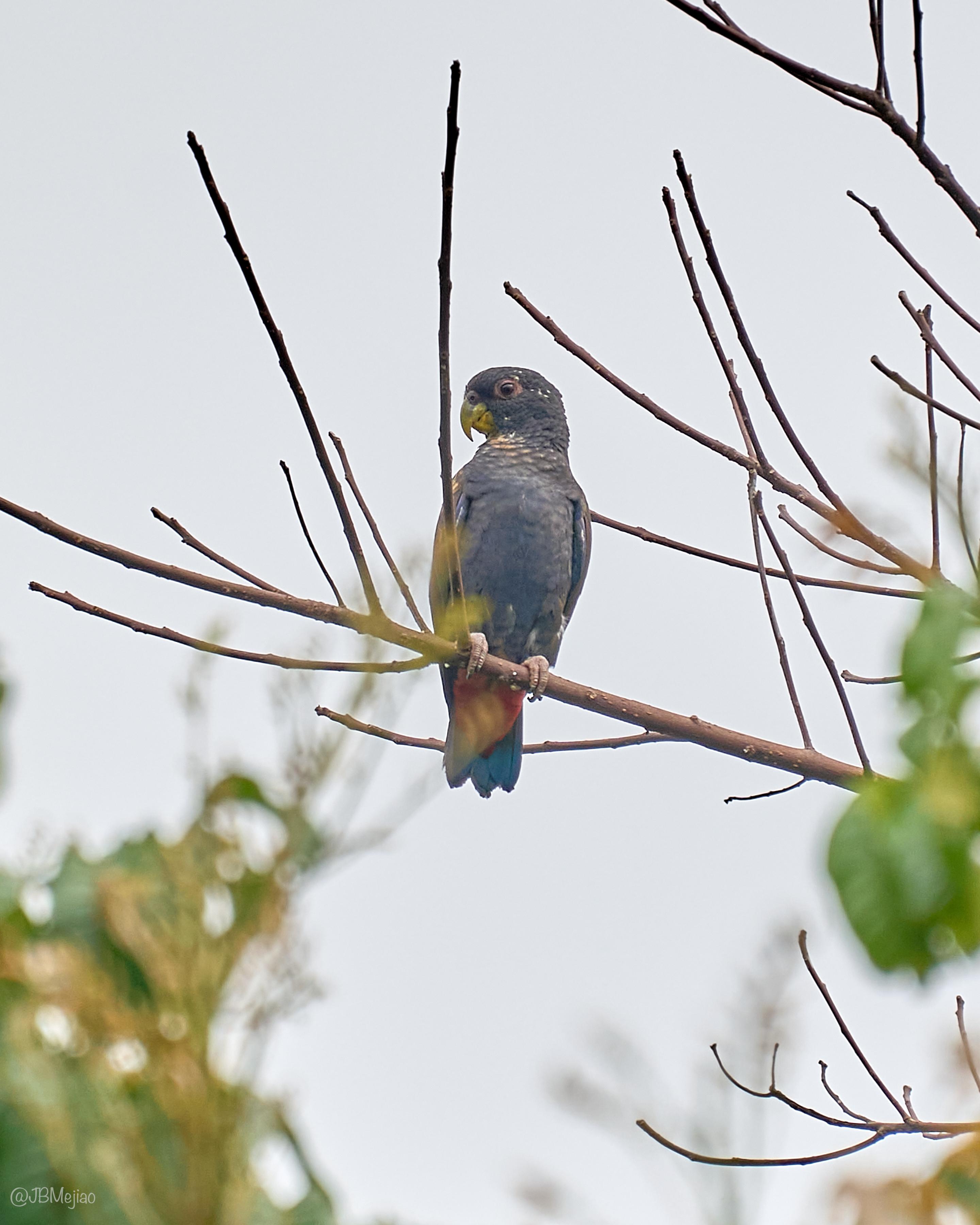 Cotorra Maicera · Bronze-winged Parrot, Pionus chalcopterus, Silvery Refugio Natural, San Carlos, Antioquia