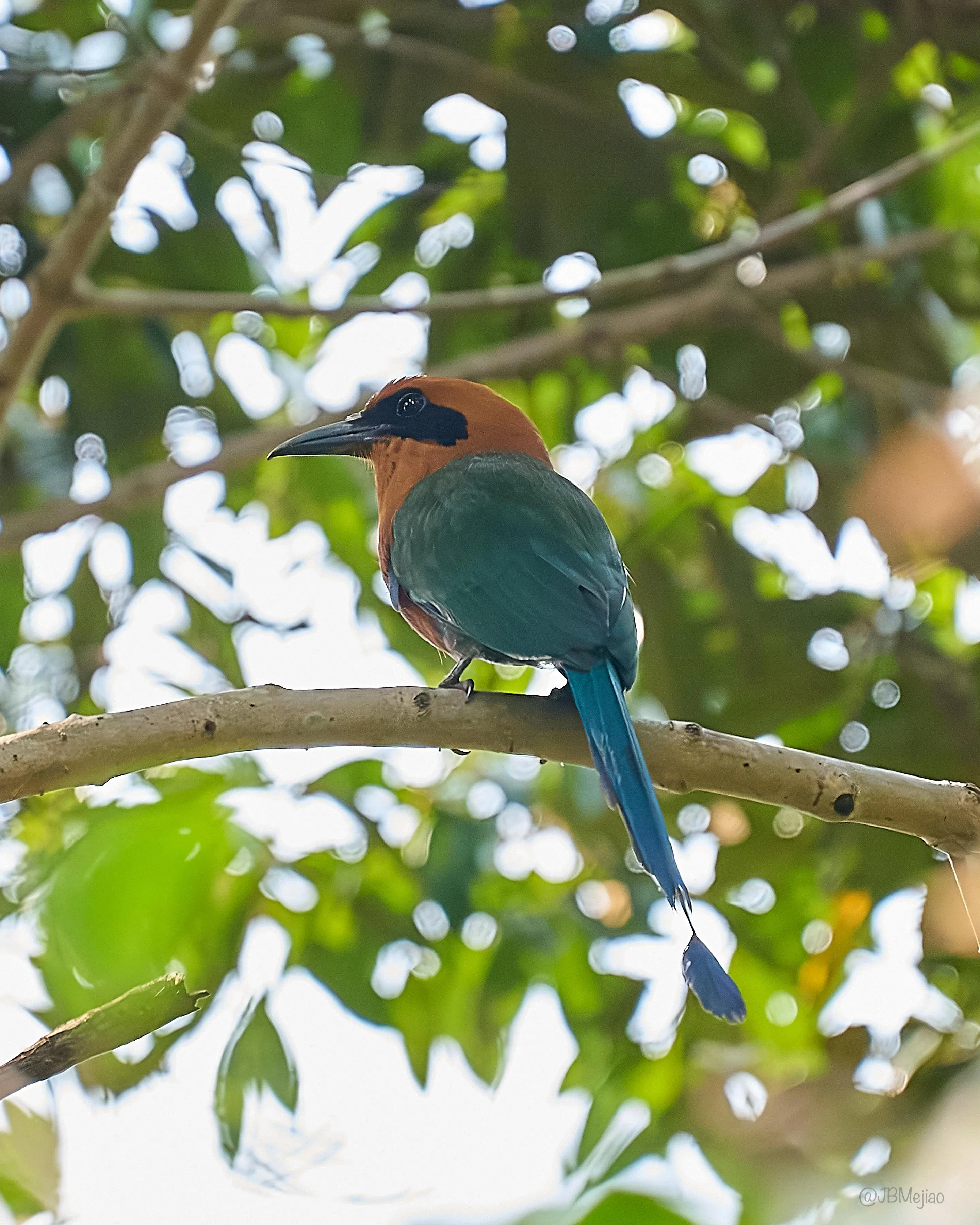 Barranquero Pechicastaño · Rufous Motmot, Baryphthengus martii, Silvery Refugio Natural, San Carlos, Antioquia