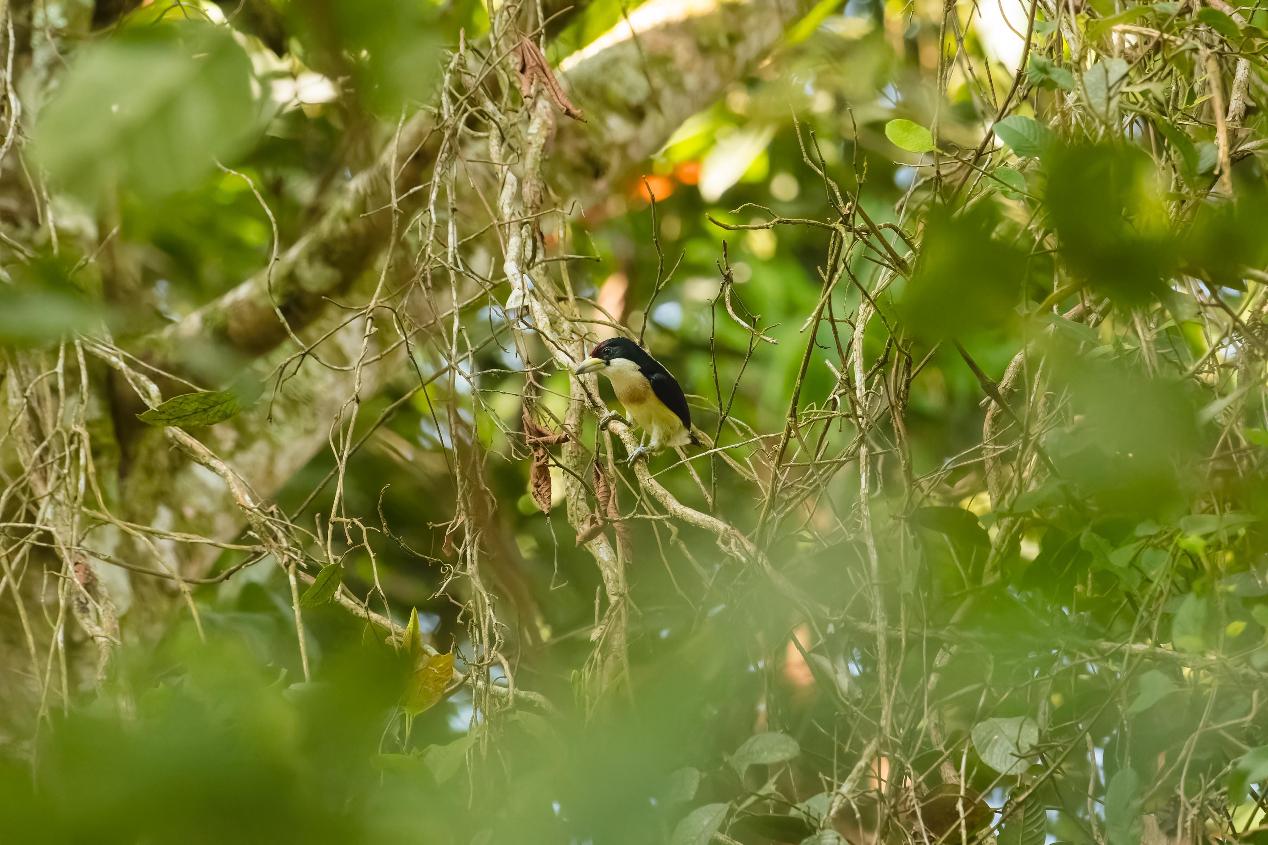 Torito cabecirojo · White-mantled barbet, Capito hypoleucus, Silvery Refugio Natural, San Carlos, Antioquia