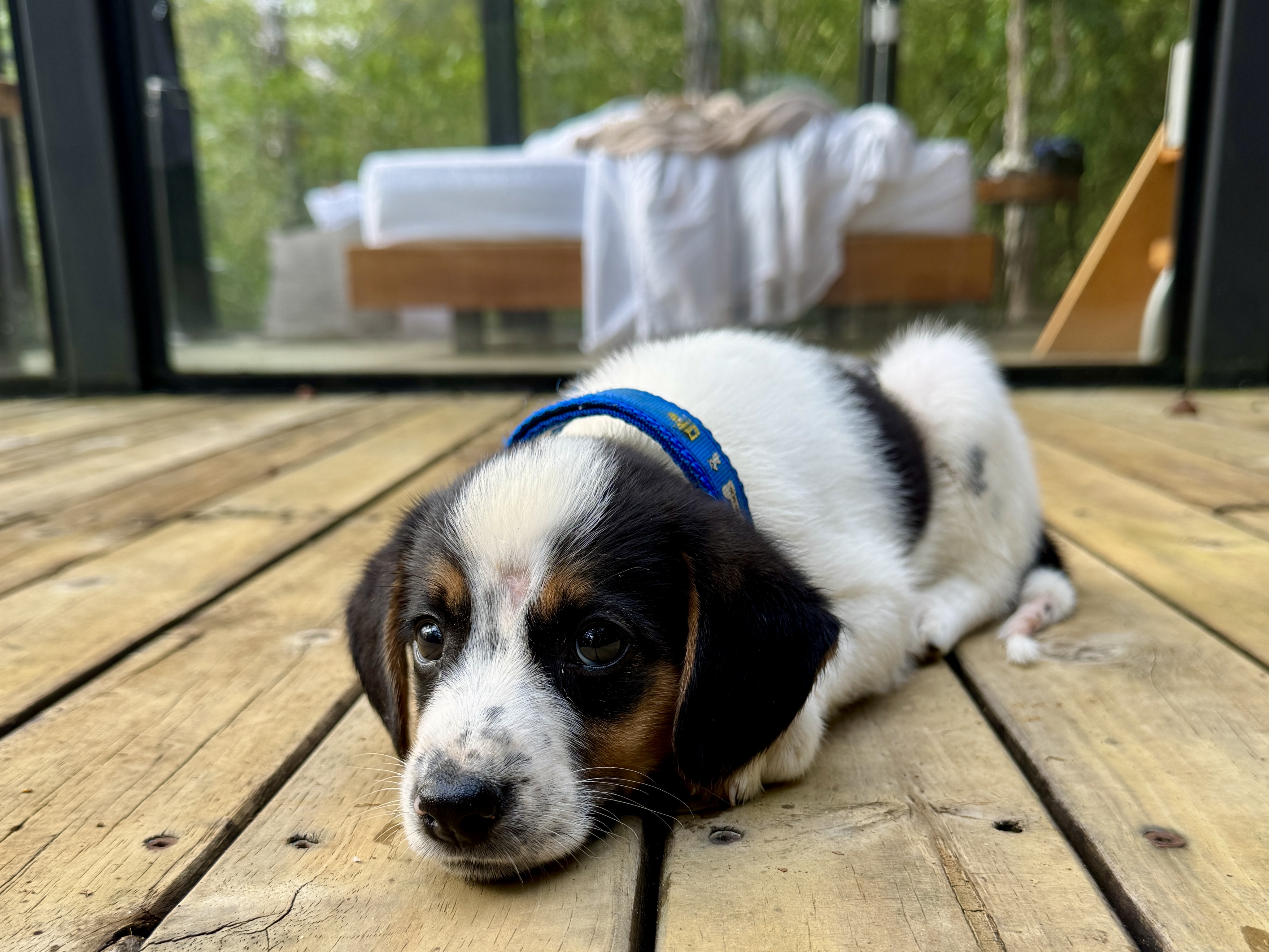 Cachorro huésped en la terraza · Puppy guest on the cabin deck, Silvery Refugio Natural, San Carlos, Antioquia