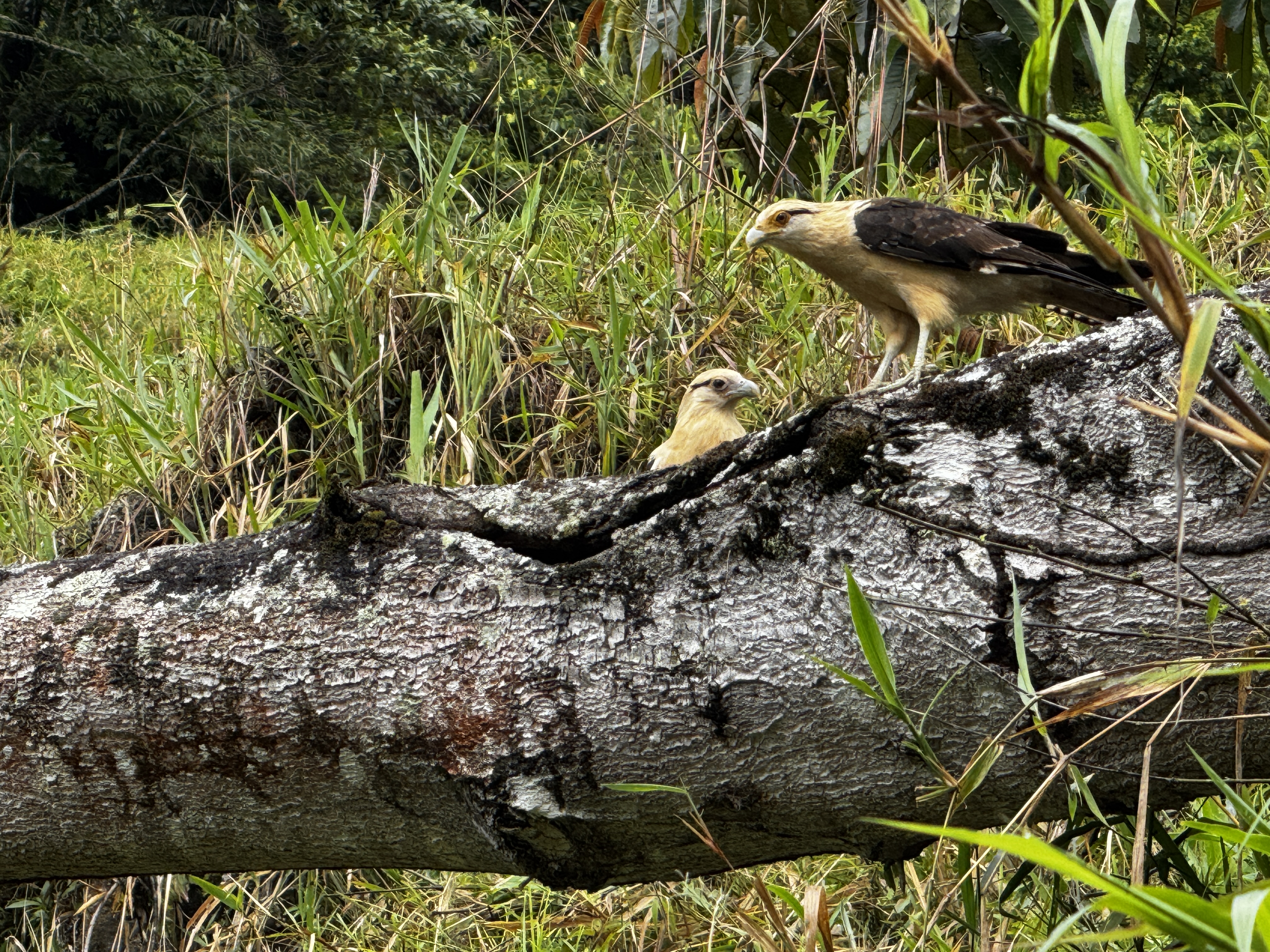 Halcón caracara, M. chimachima · Yellow-headed caracara in the forest, Silvery Refugio Natural, San Carlos, Antioquia