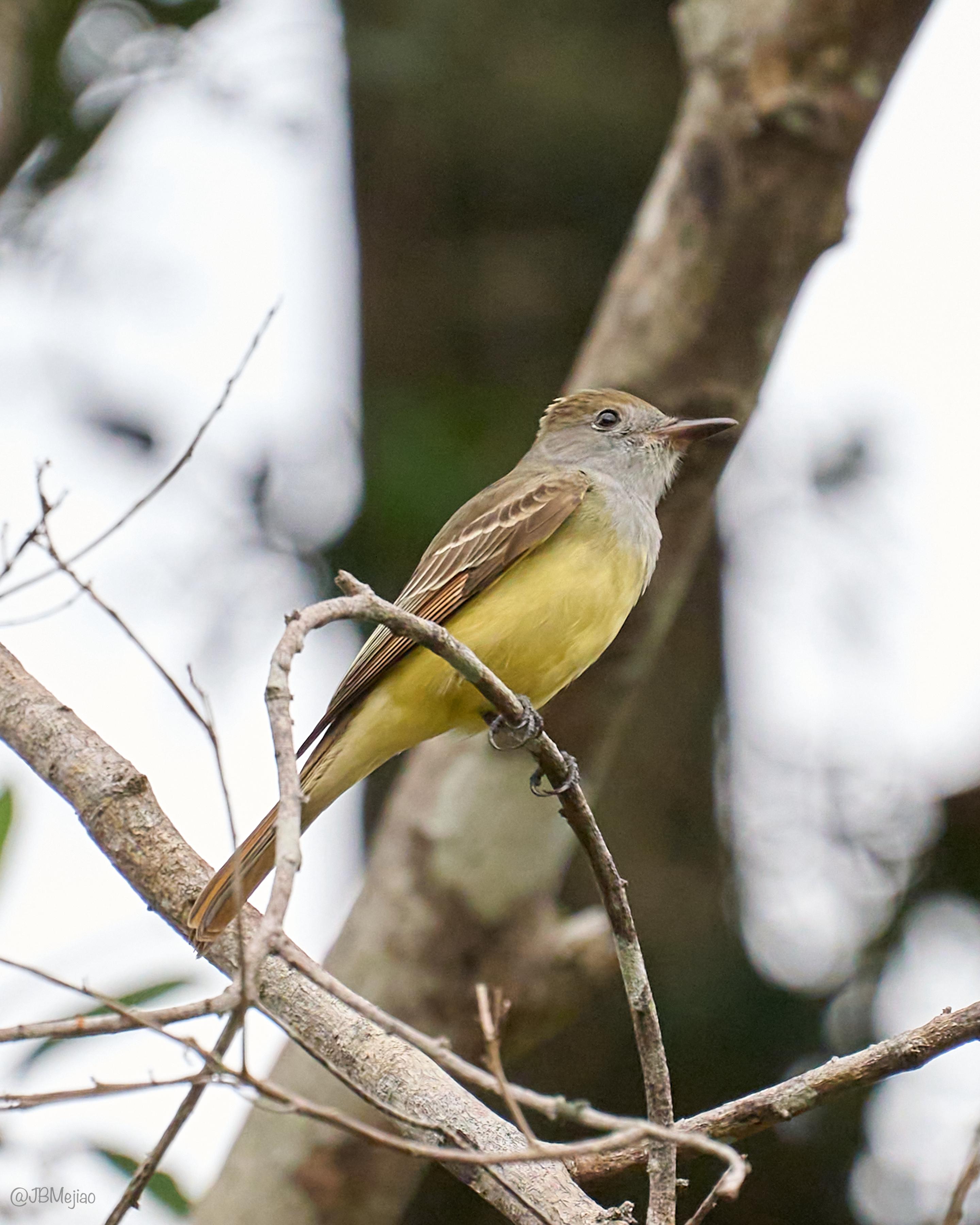 Elaenia Copetona · Yellow-bellied Elaenia, Elaenia flavogaster, Silvery Refugio Natural, San Carlos, Antioquia