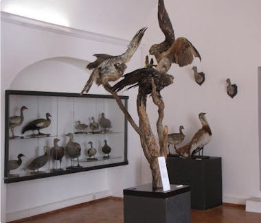 Museu da caça Alentejo