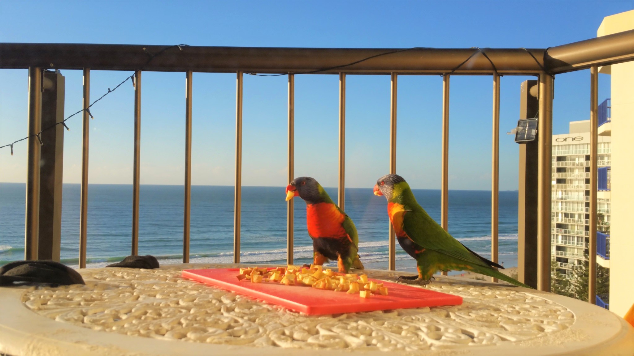 The best ocean view and peace in Surfers Paradise Beach, Gold Coast, Queensland, Australia