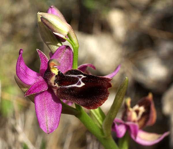 Ορχιδέα στη Χίο, Ελλάδα Orchid of Chios,Greece