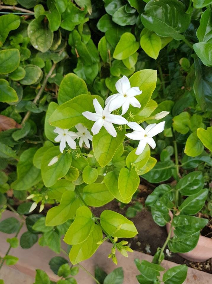 Μυρωδάτο χιώτικο γιασεμί Chios perfumed jasmine
