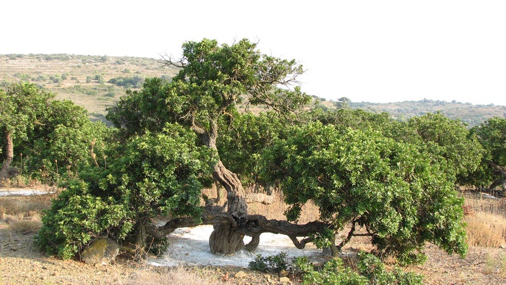 Μαστιχόδεντρο στη νότια Χίο Mastic tree in the south of Chios