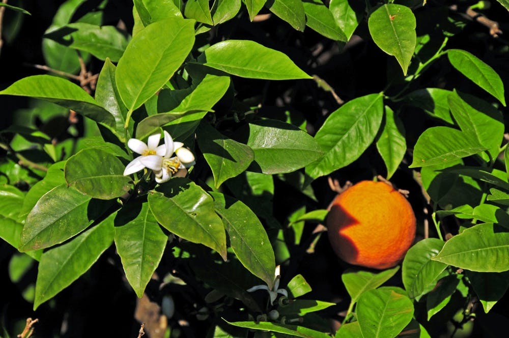 Εσπεριδοειδή της Χίου : πορτοκάλι και άνθος πορτοκαλιάς Chios citrus fruits: orange and orange blossom