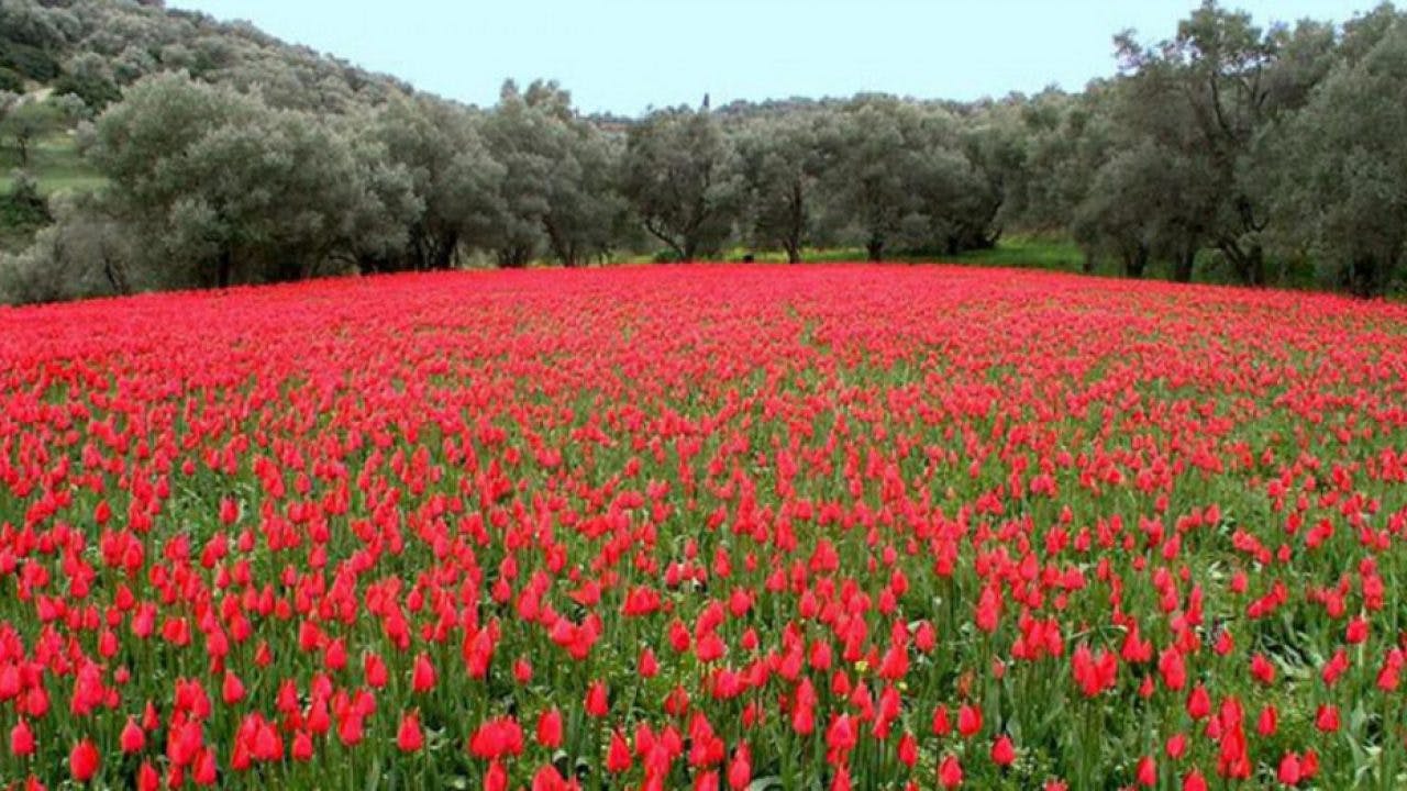 Χιώτικες τουλίπες ''λαλάδες'' Local Chian tulips named ''lalades''