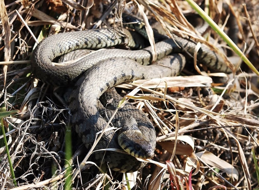 Adder snake on the land