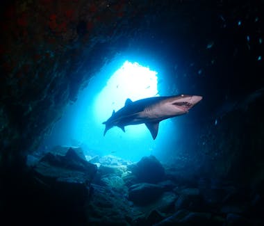 Fish Rock Cave - Shark Diving