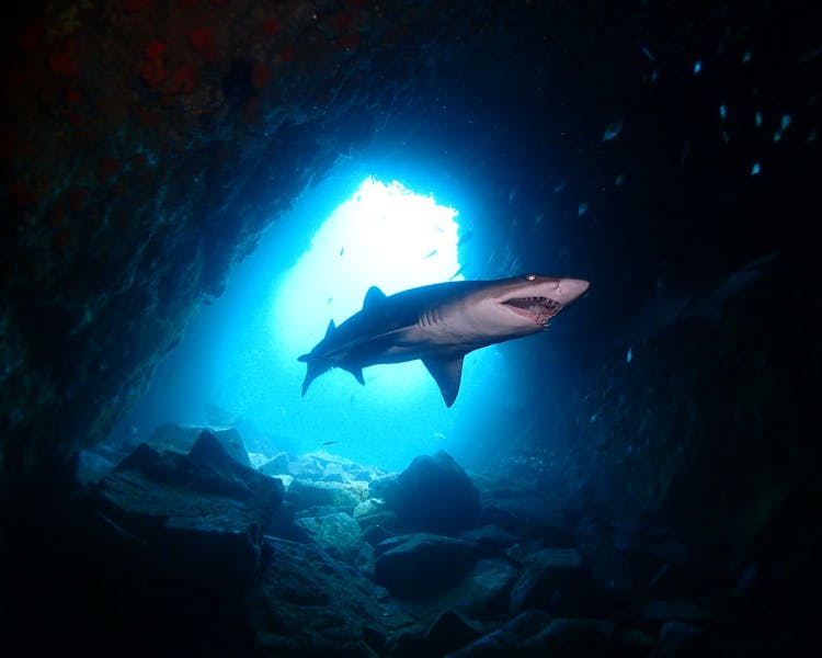 Fish Rock Cave - Shark Diving