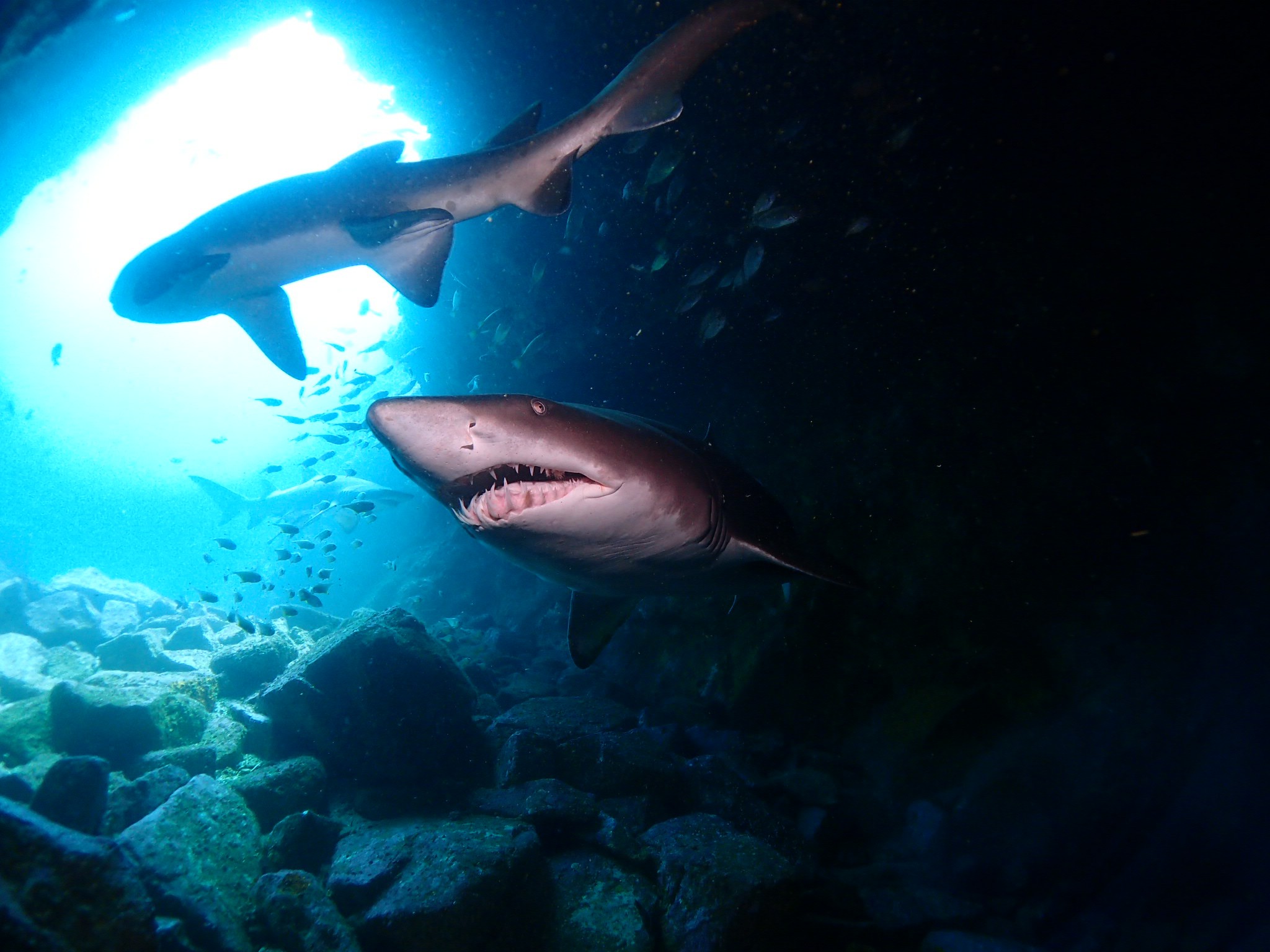 Fish Rock Cave - Shark Diving