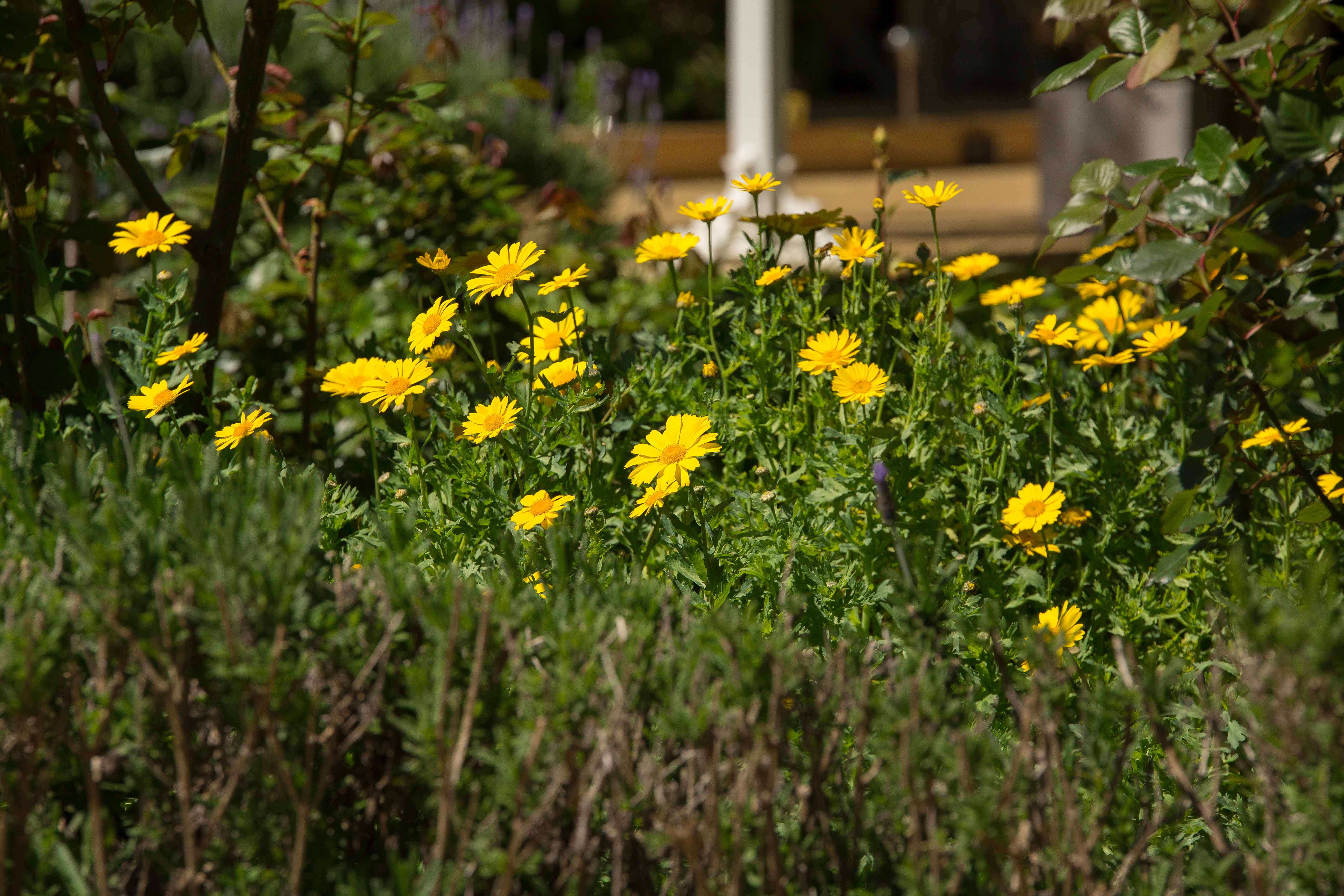 Garden Martinborough Accomodation