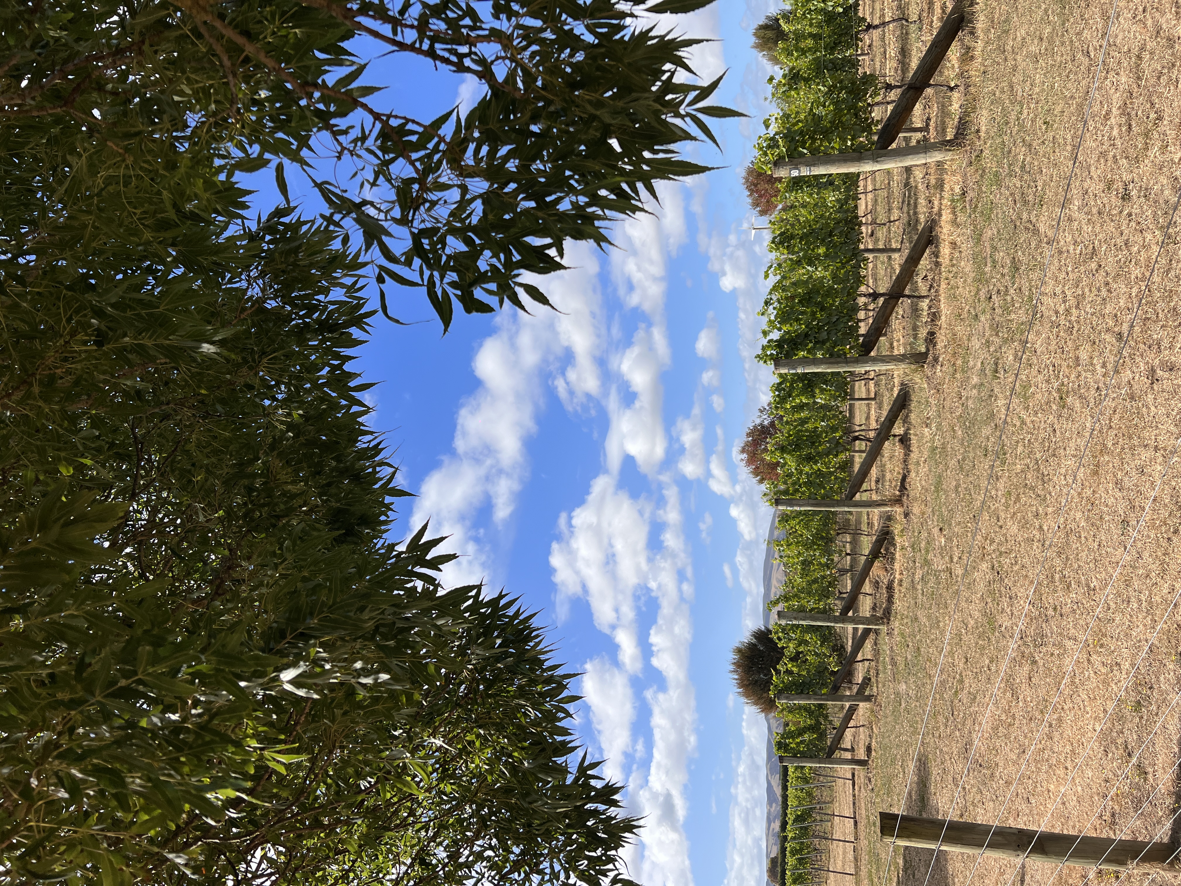 Martinborough Accomodation