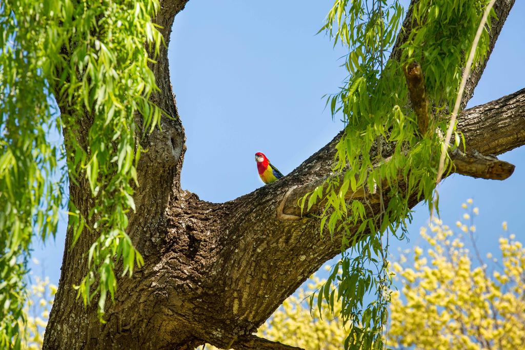 Bird Martinborough Accomodation