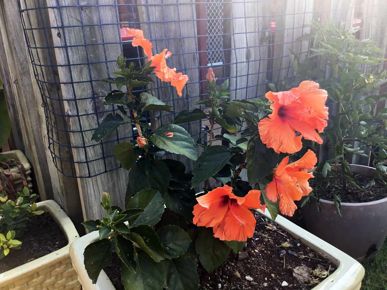 Alstonville Settlers Motel room