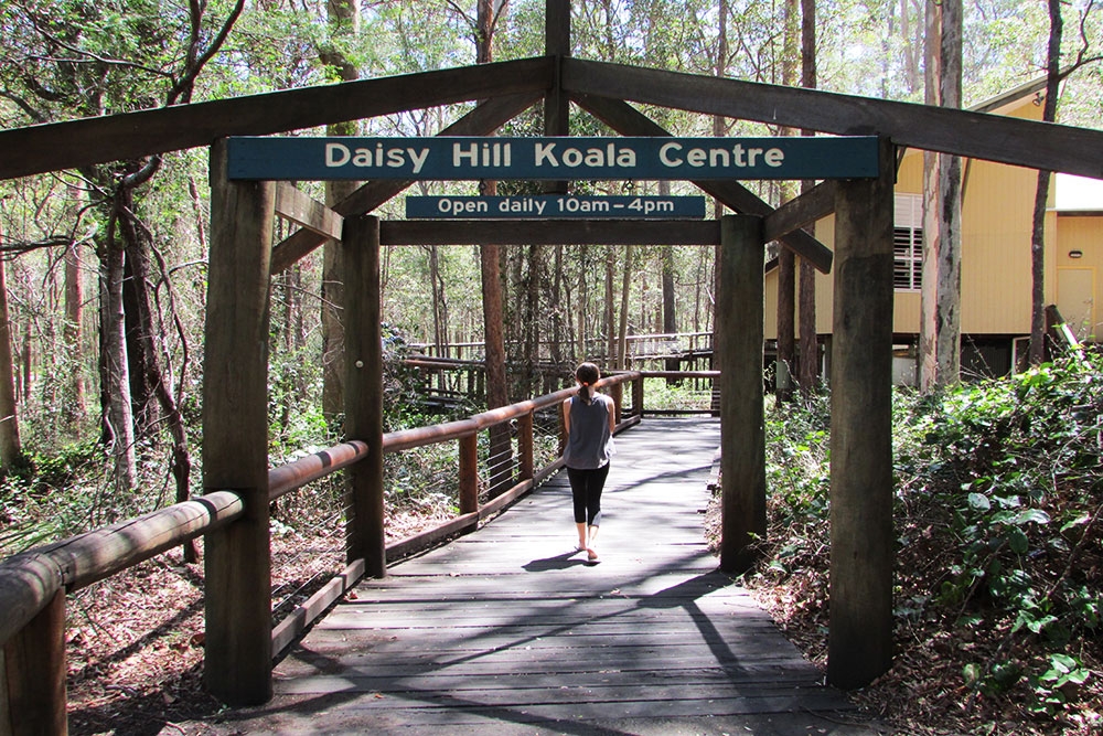 Daisy Hill Koala Centre