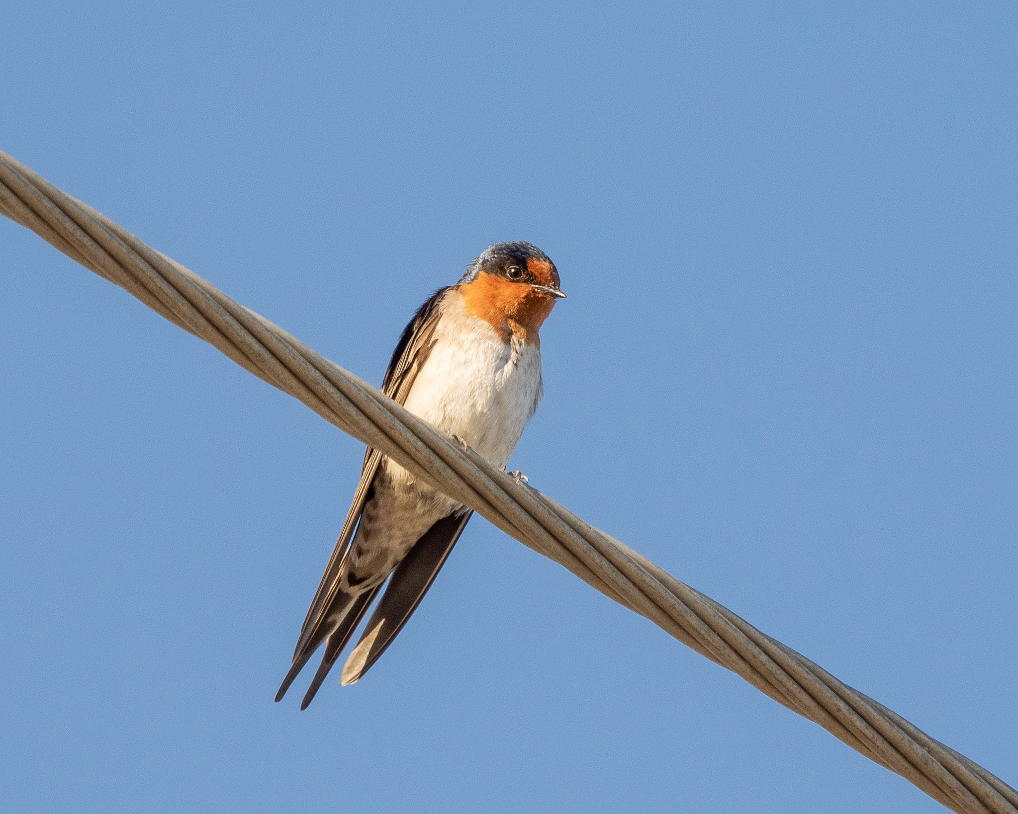 Yorke Peninsula accommodation, Port Vincent accommodation, Port Vincent Cabins