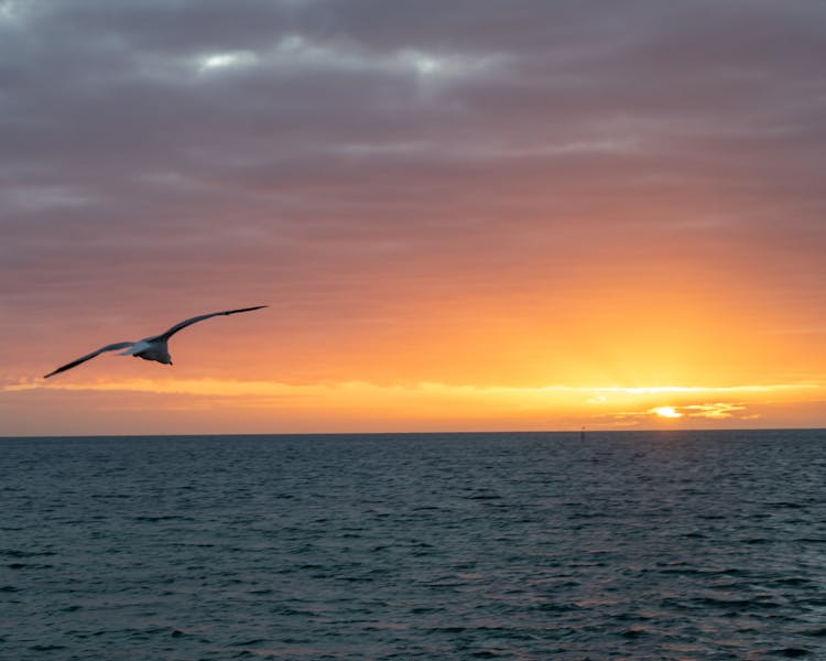 Seagull flying into a gorgeous Port Vincent sunrise