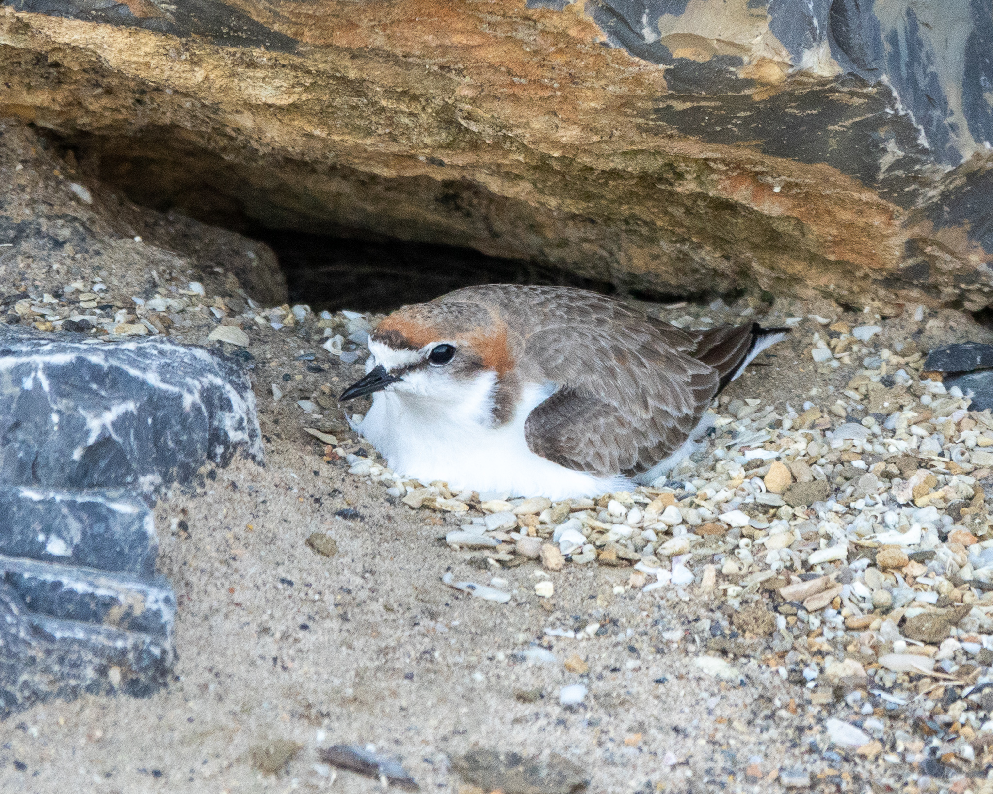 Nesting Plover at Port Vincent