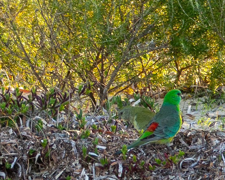Yorke Peninsula accommodation, Port Vincent accommodation, Port Vincent Cabins