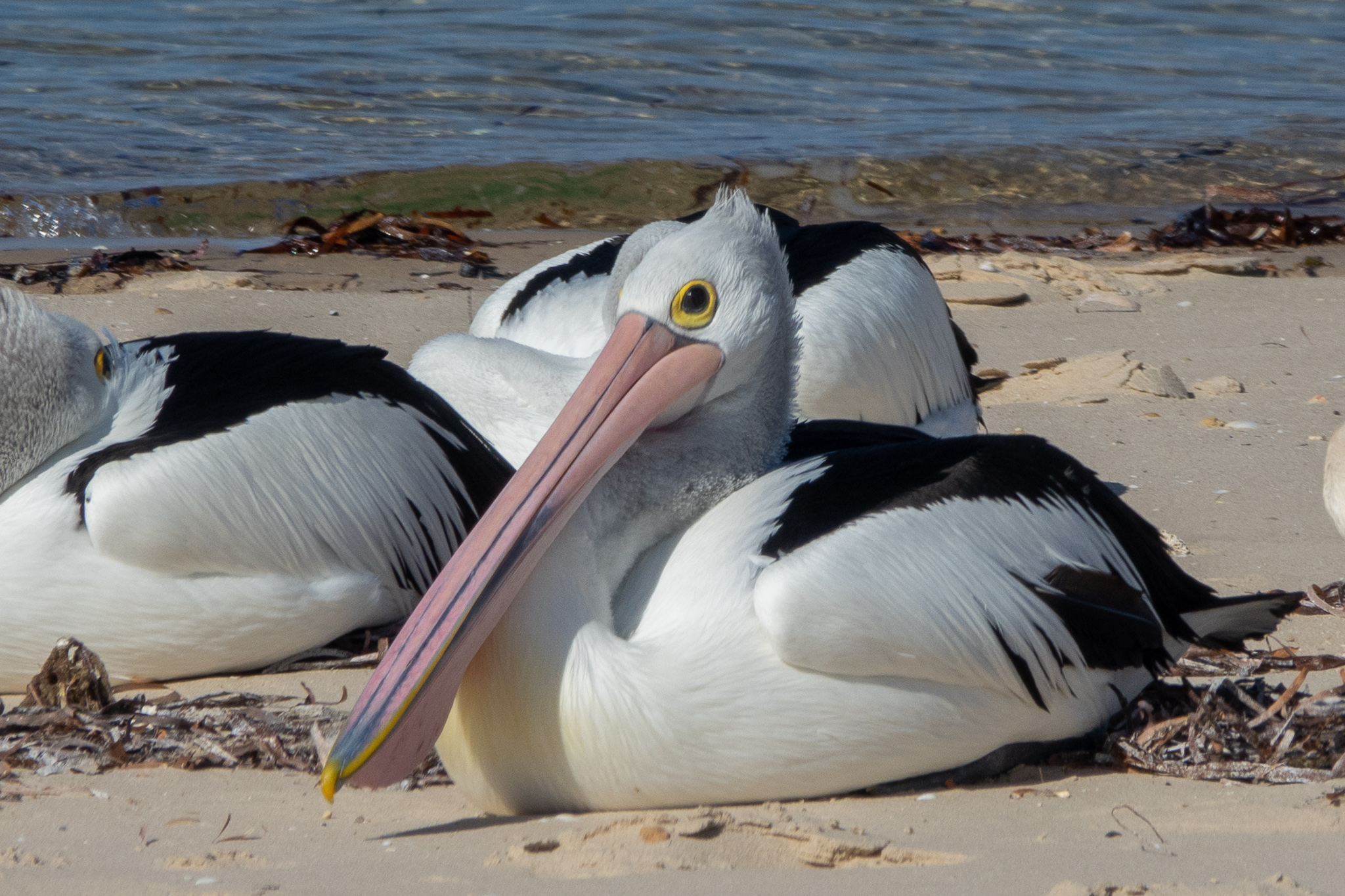 Yorke Peninsula accommodation, Port Vincent accommodation, Port Vincent Cabins