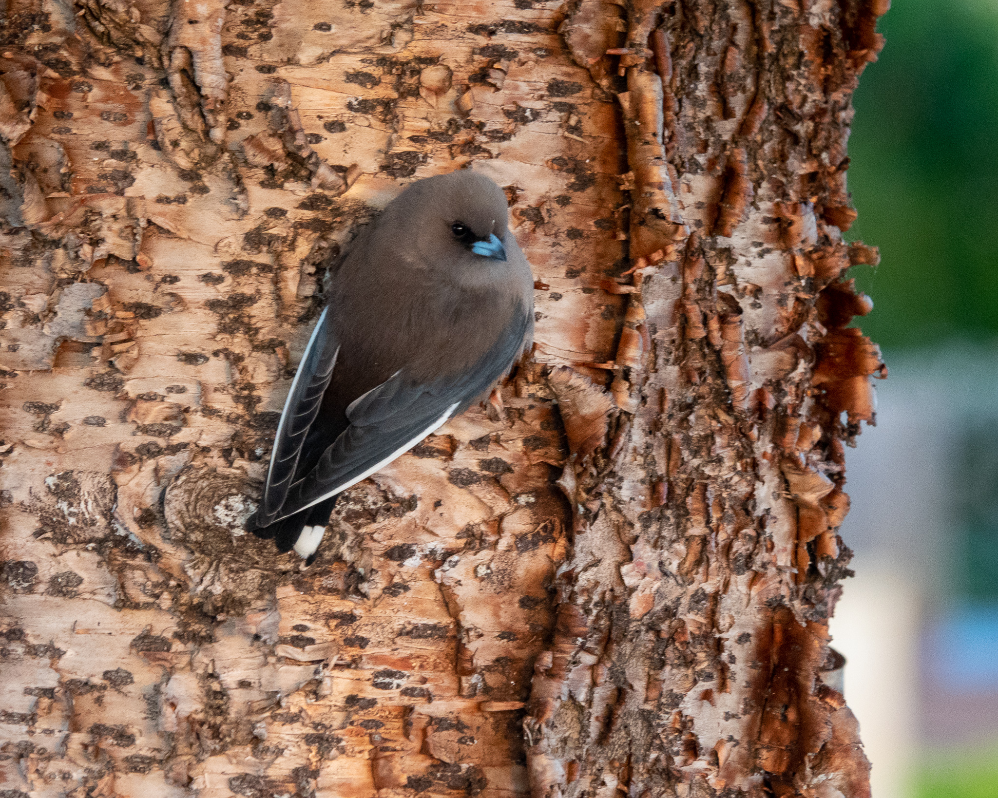 Yorke Peninsula accommodation, Port Vincent accommodation, Port Vincent Cabins