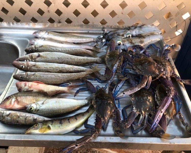 Fish and Blue swimmer crabs caught at Port Vincent