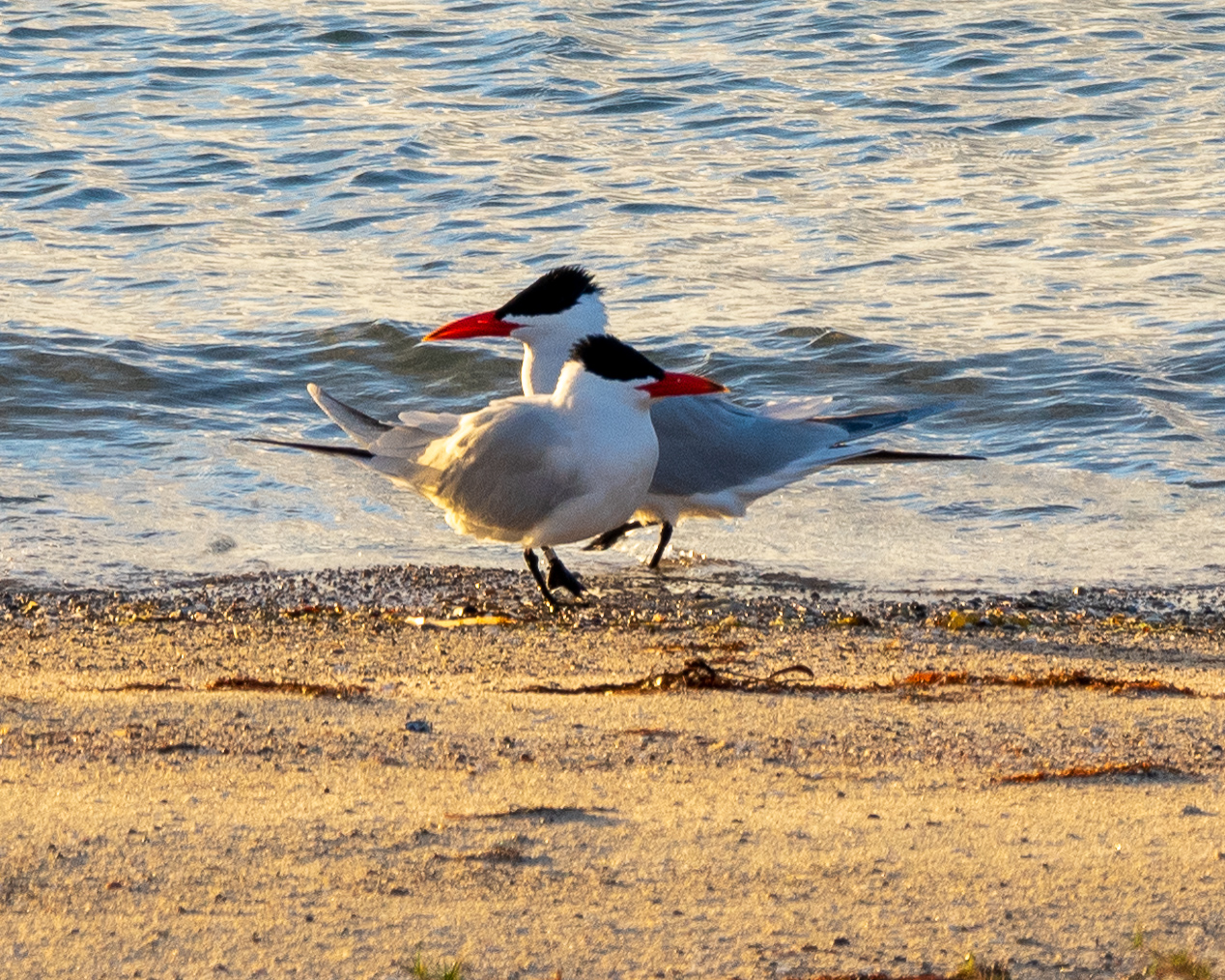 Yorke Peninsula accommodation, Port Vincent accommodation, Port Vincent Cabins