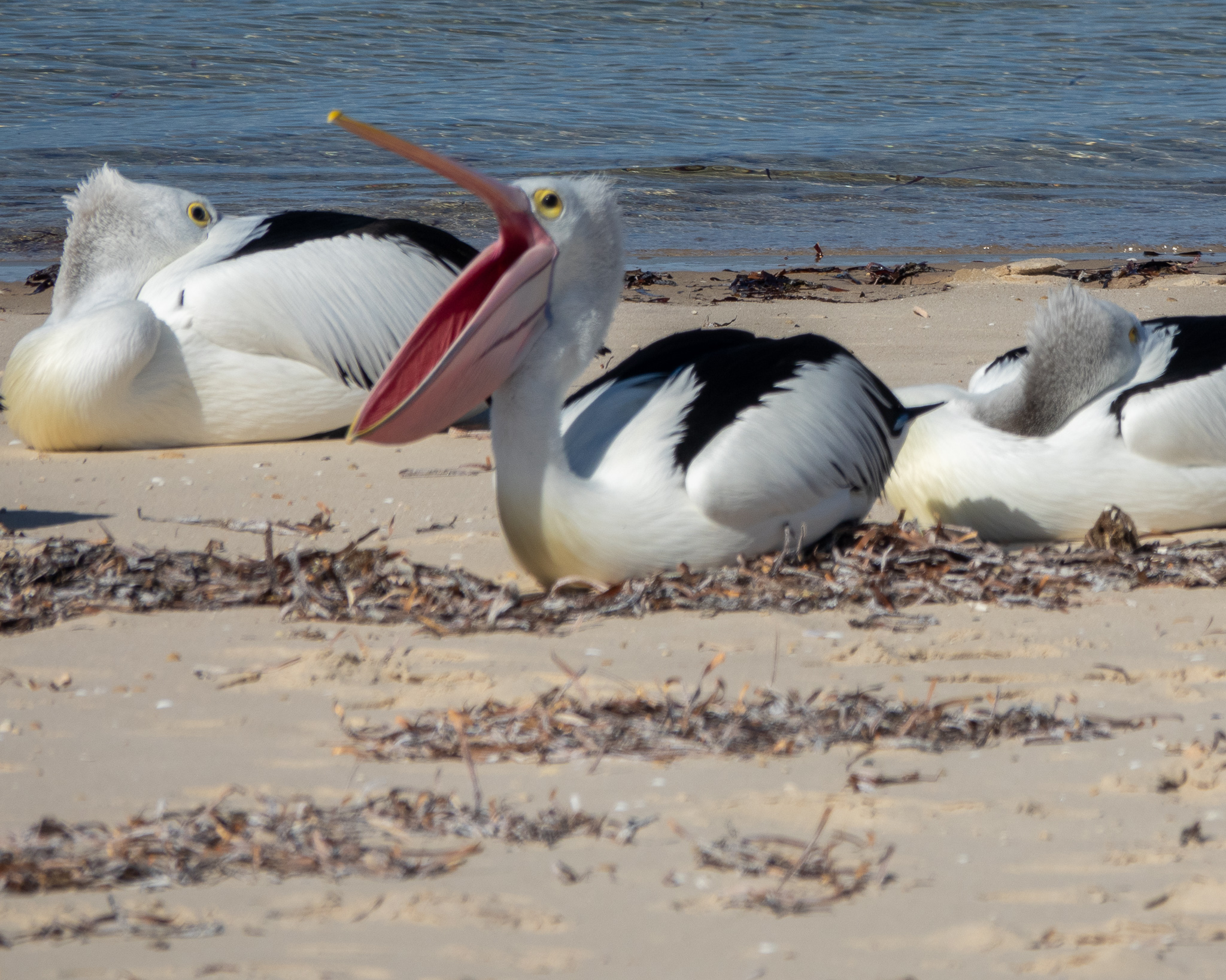 Yorke Peninsula accommodation, Port Vincent accommodation, Port Vincent Cabins