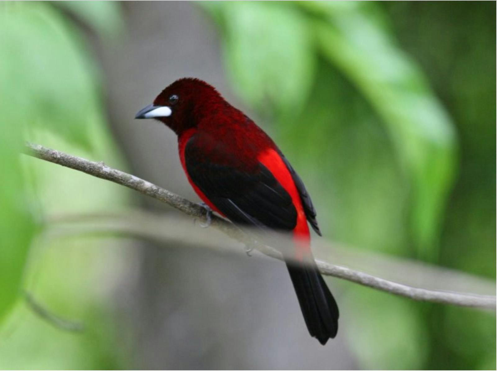 Crimson Backed Tanager
