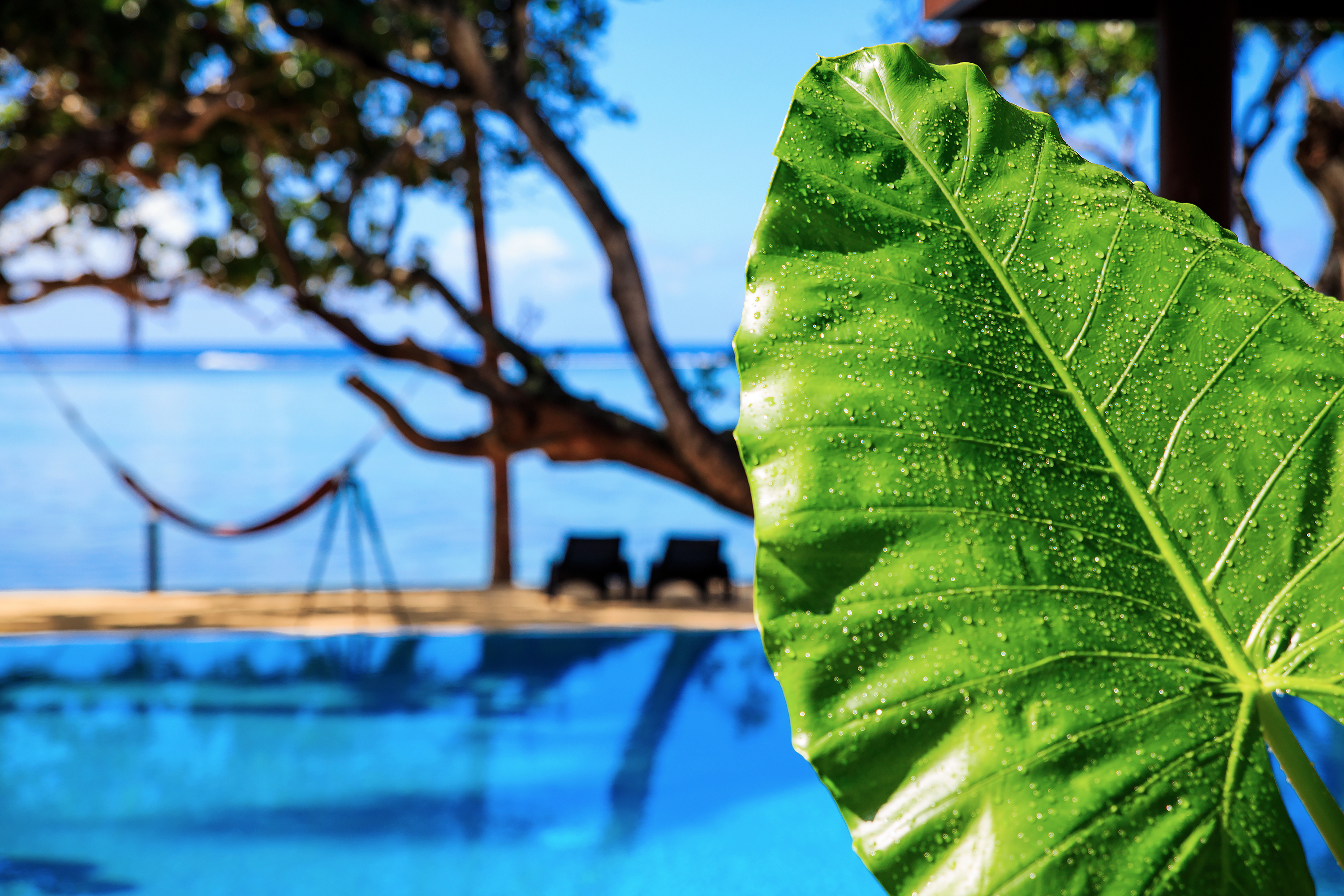 swimming pool infinity coral coast Fiji beachfront