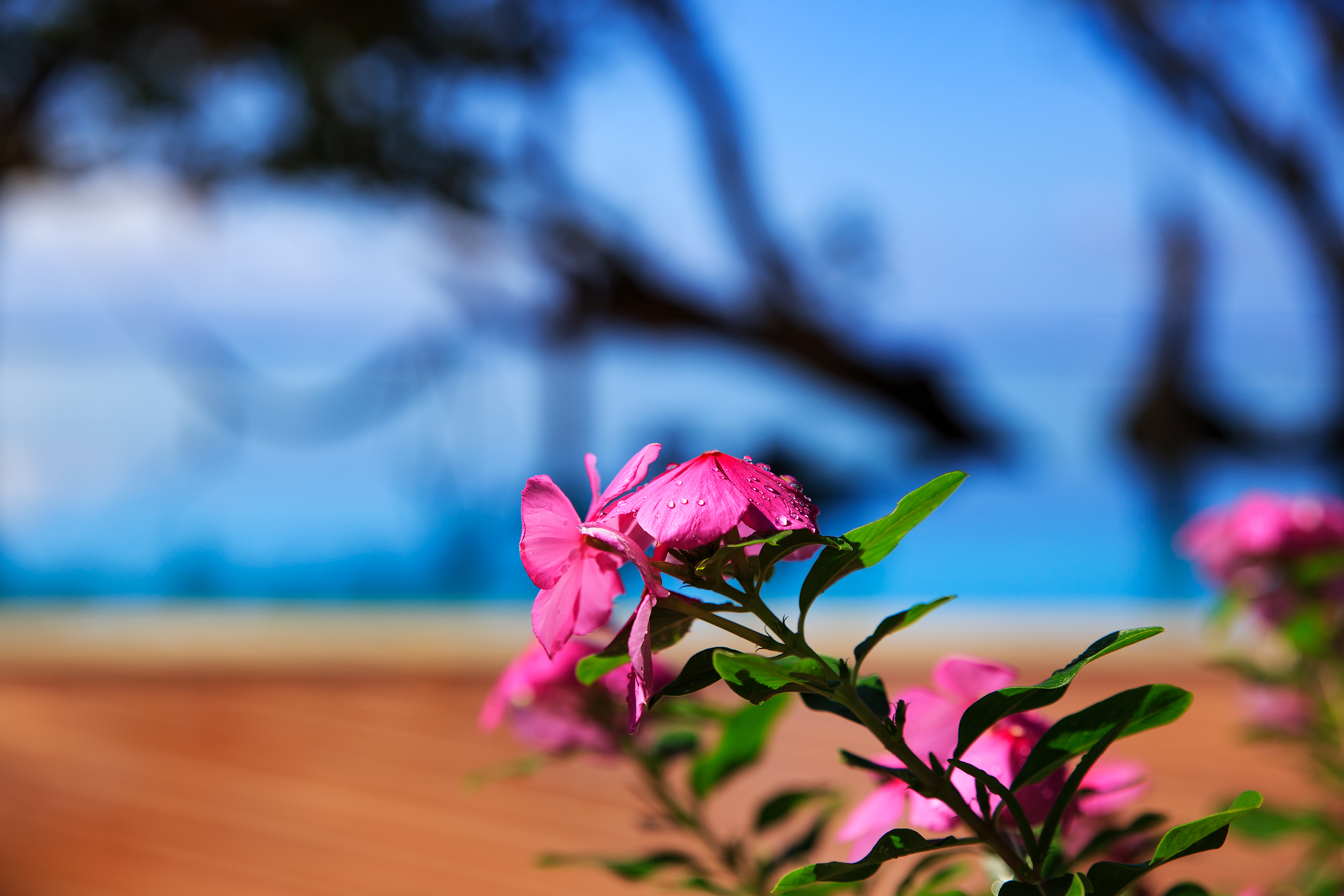 beachfront boutique hotel coral coast fiji romantic couples escape