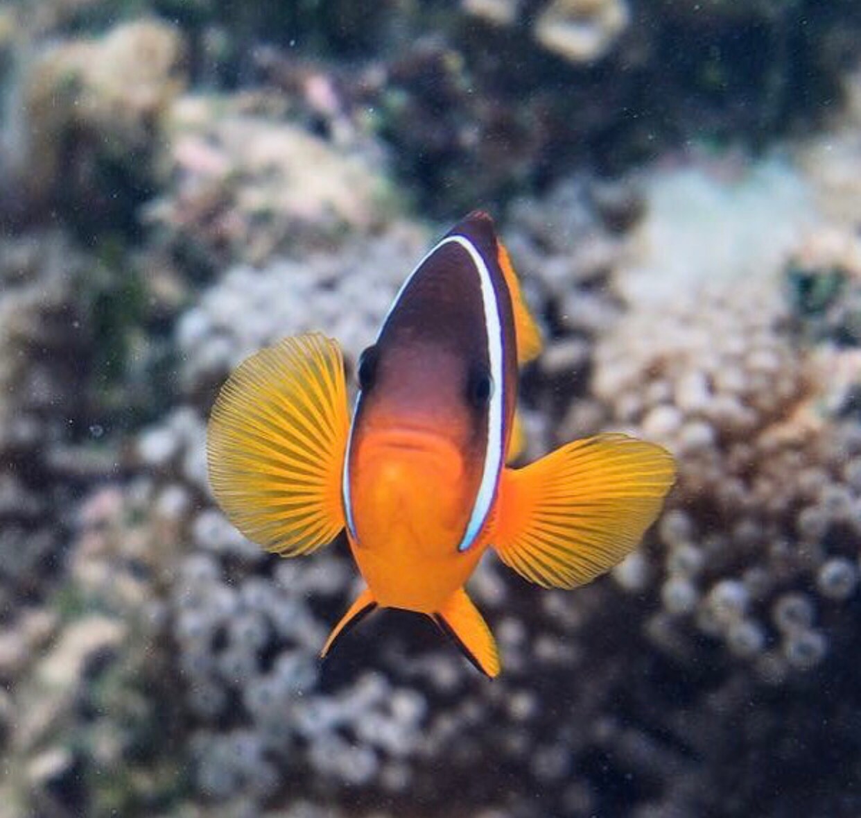 beachfront boutique hotel coral coast fiji snorkelling clown fish nemo
