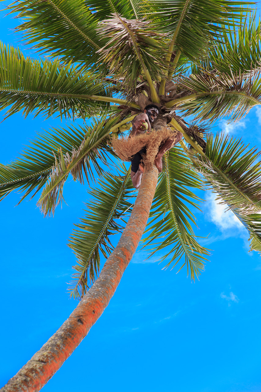 beachfront boutique hotel coral coast fiji coconut tree climbing fresh drink coconut