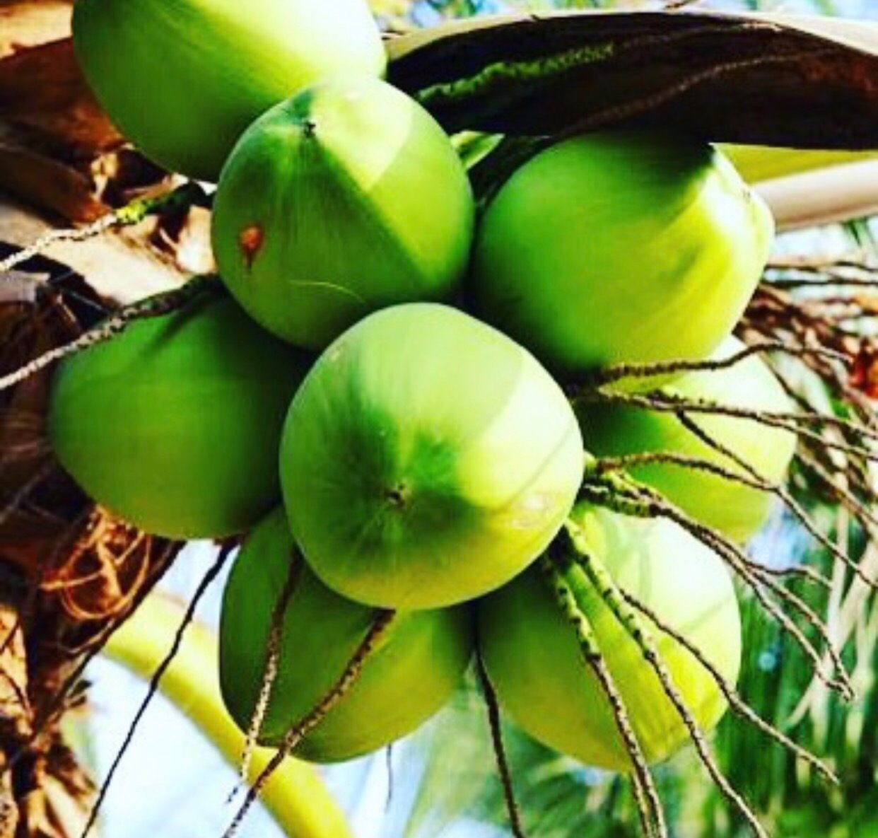 beachfront boutique hotel coral coast fiji fresh coconuts