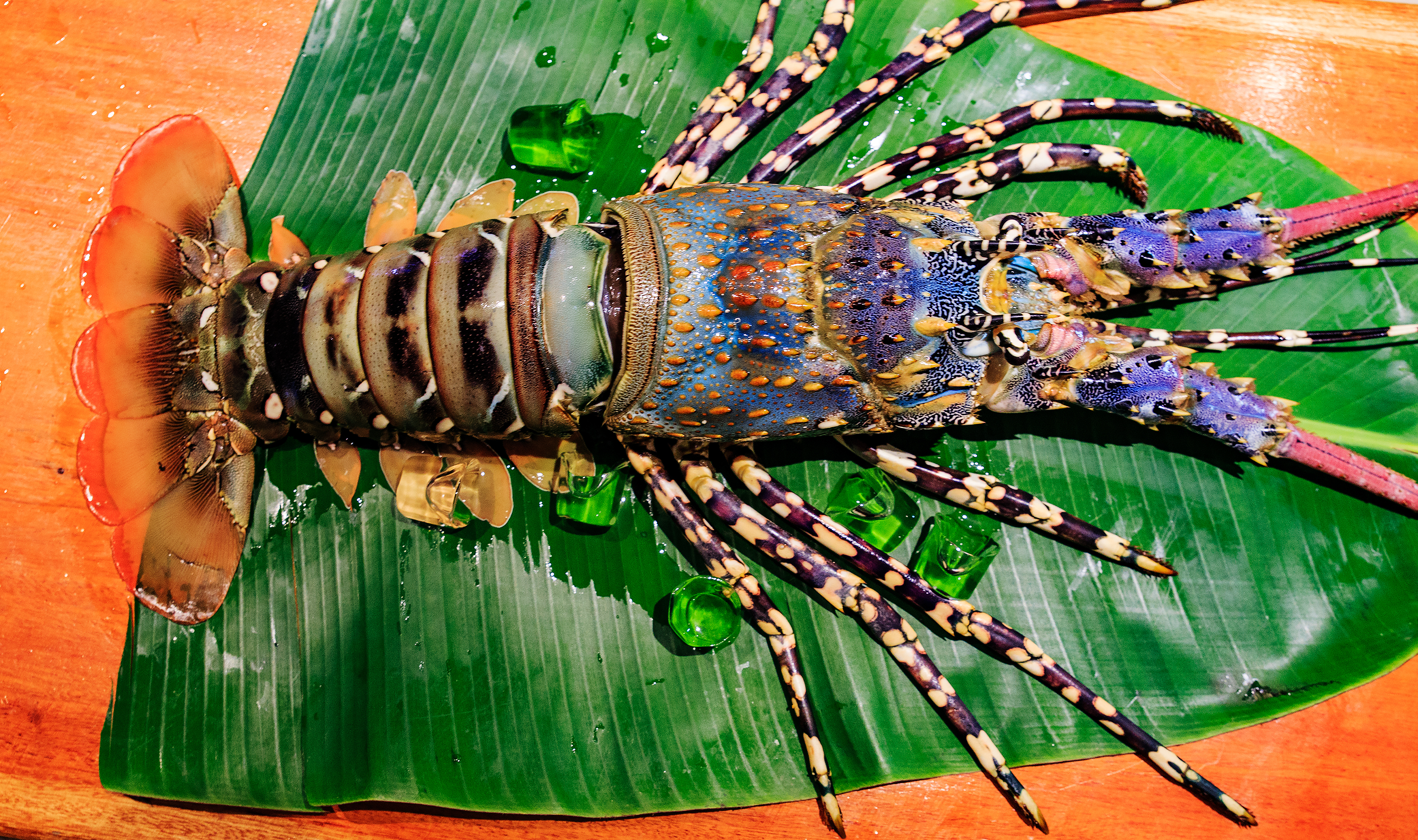 beachfront boutique hotel coral coast fiji fine dining lobster seafood