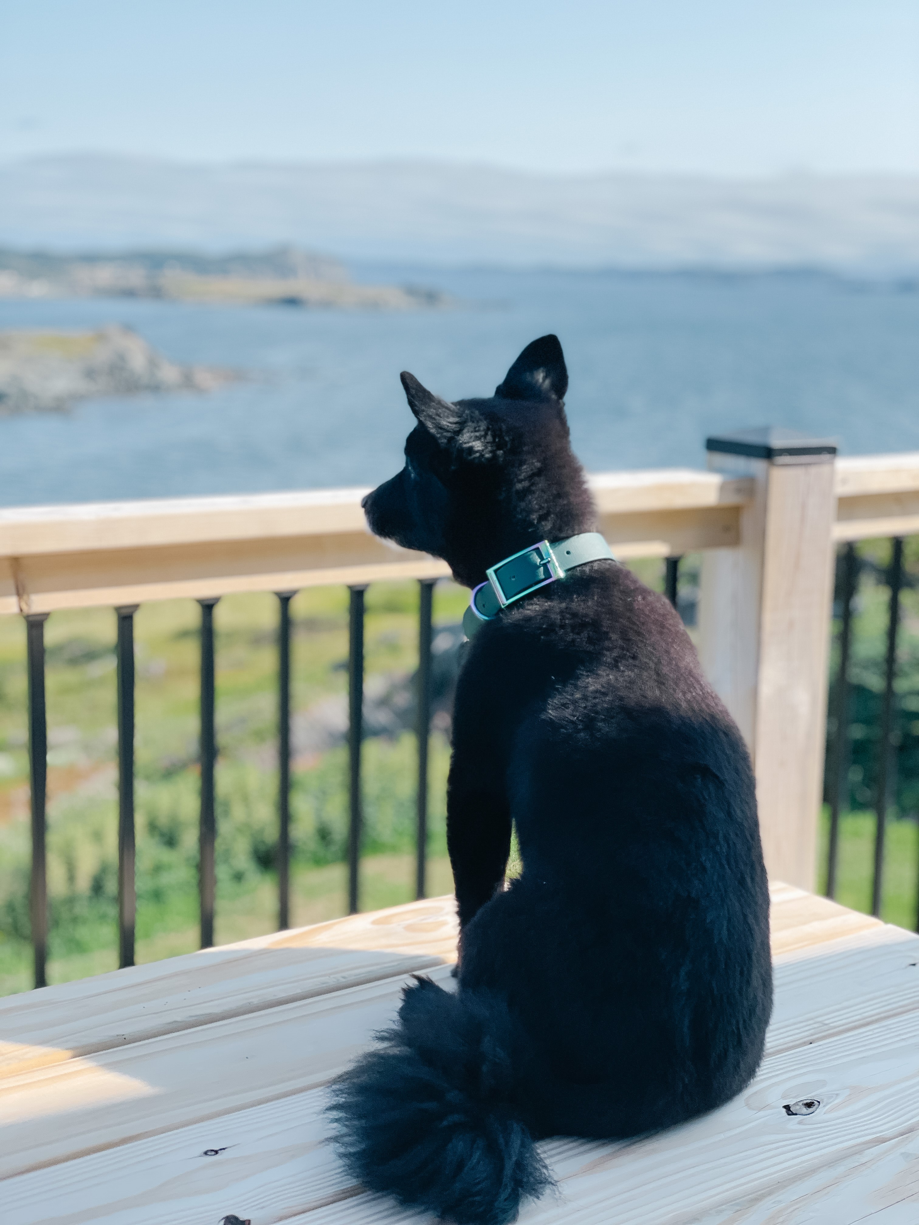 Oceanview Retreat | Twillingate & Beyond Inc. | Visit Twillingate | Hostel | Best Accommodation | Newfoundland | Pet Friendly