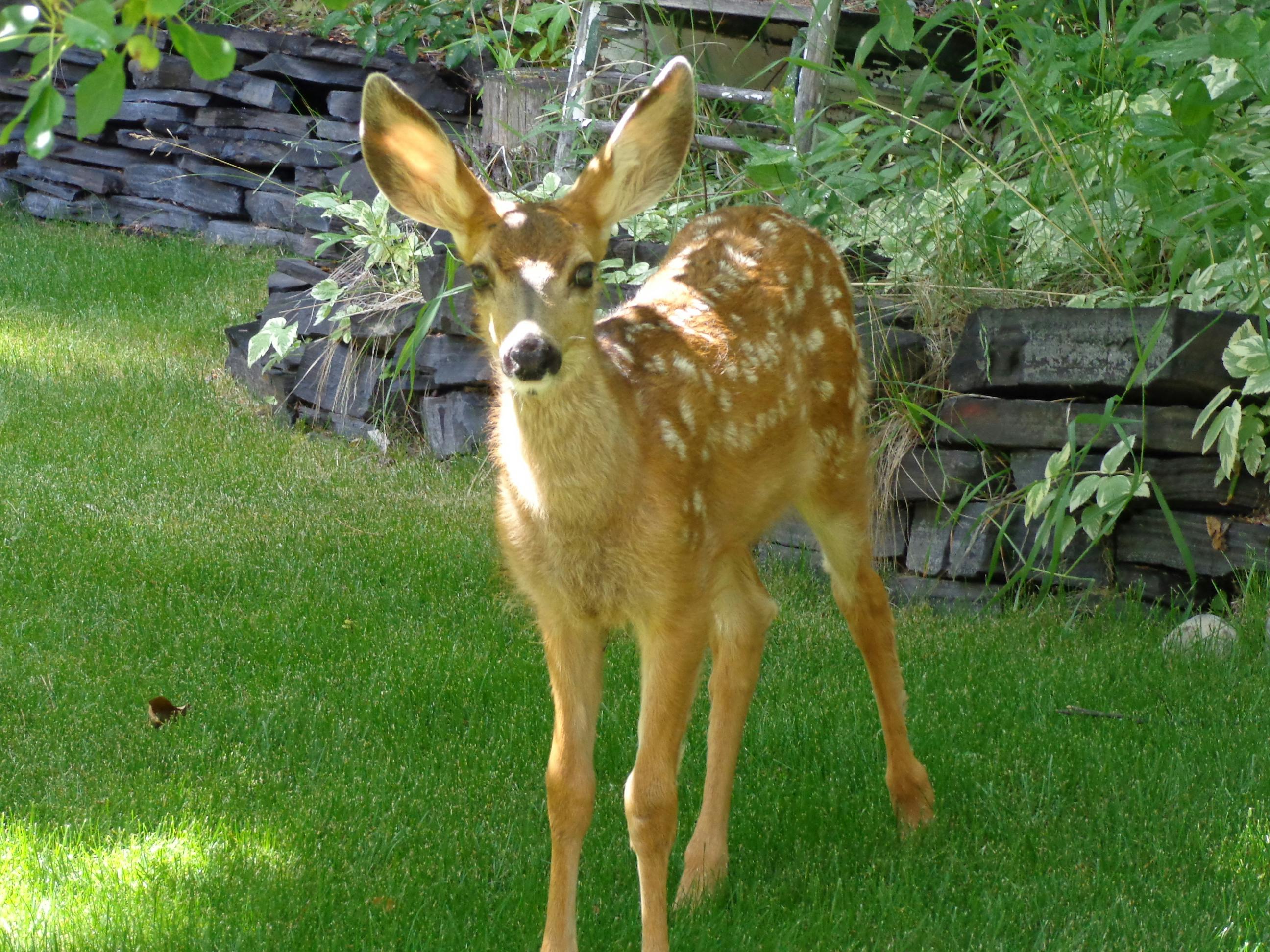 Bambi, our little deer, was born at in the forest behind Ballyrock Home