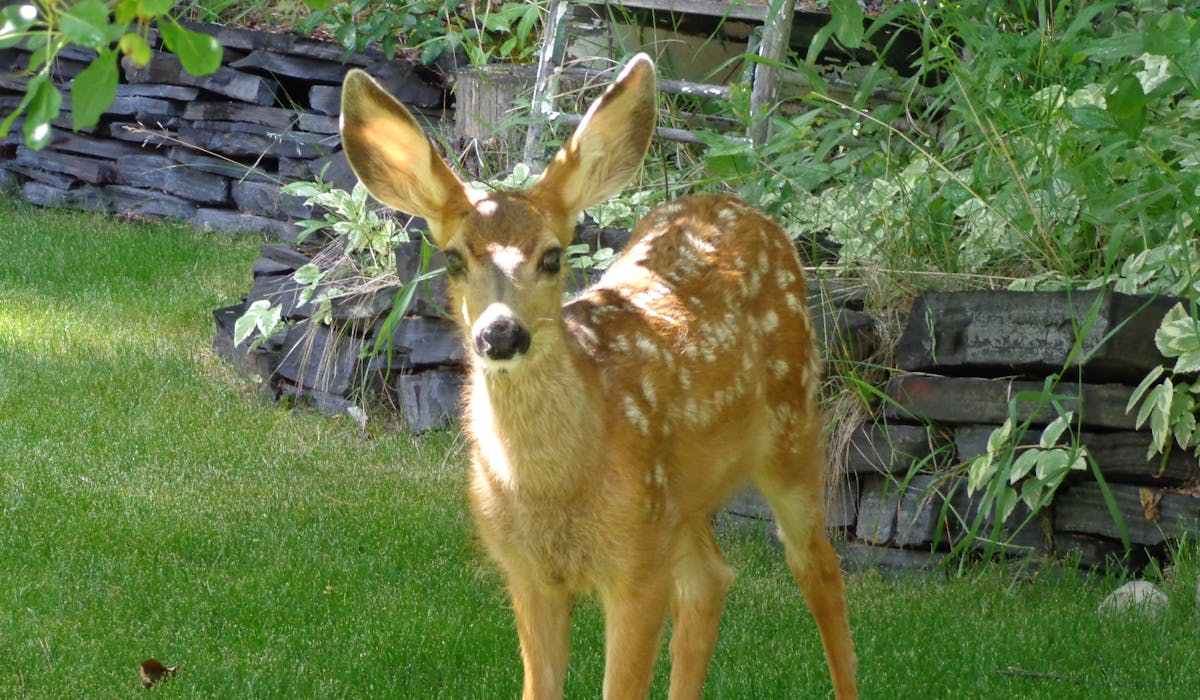 Bambi, our little deer, was born at in the forest behind Ballyrock Home