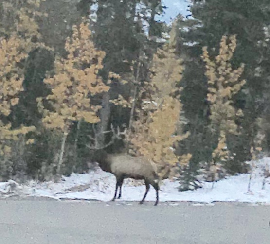 A huge bull elk emerges for the feast October 2018