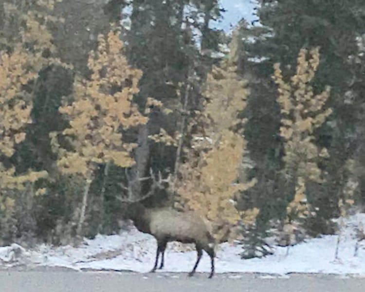 A huge bull elk emerges for the feast October 2018