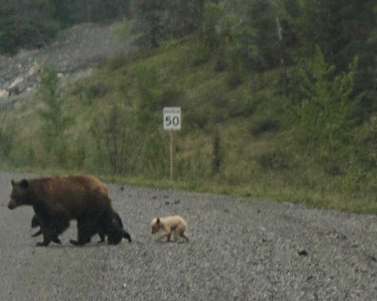 Guest photo of rare blonde bear and family taken near Canmore April 2018