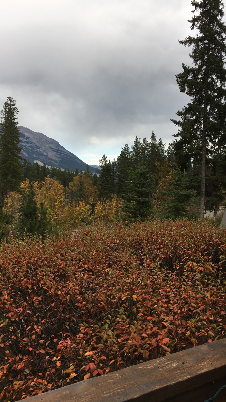 Beautiful fall colors on display in Canmore