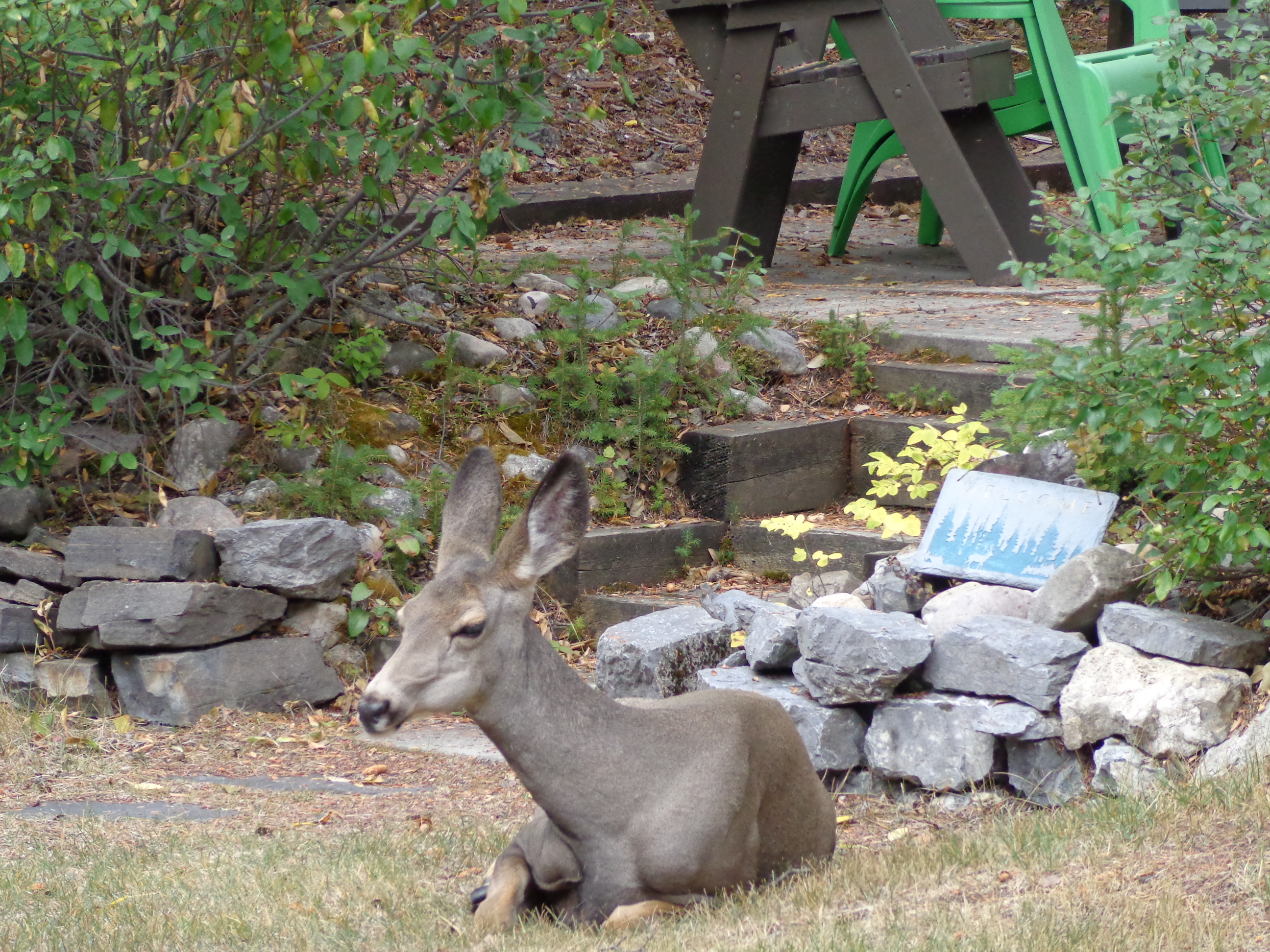 Deer relaxing in the warm sunshine at Ballyrock Home